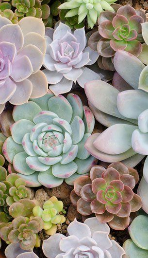 xeriscaping-san-diego-county