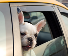 Dog in Cab