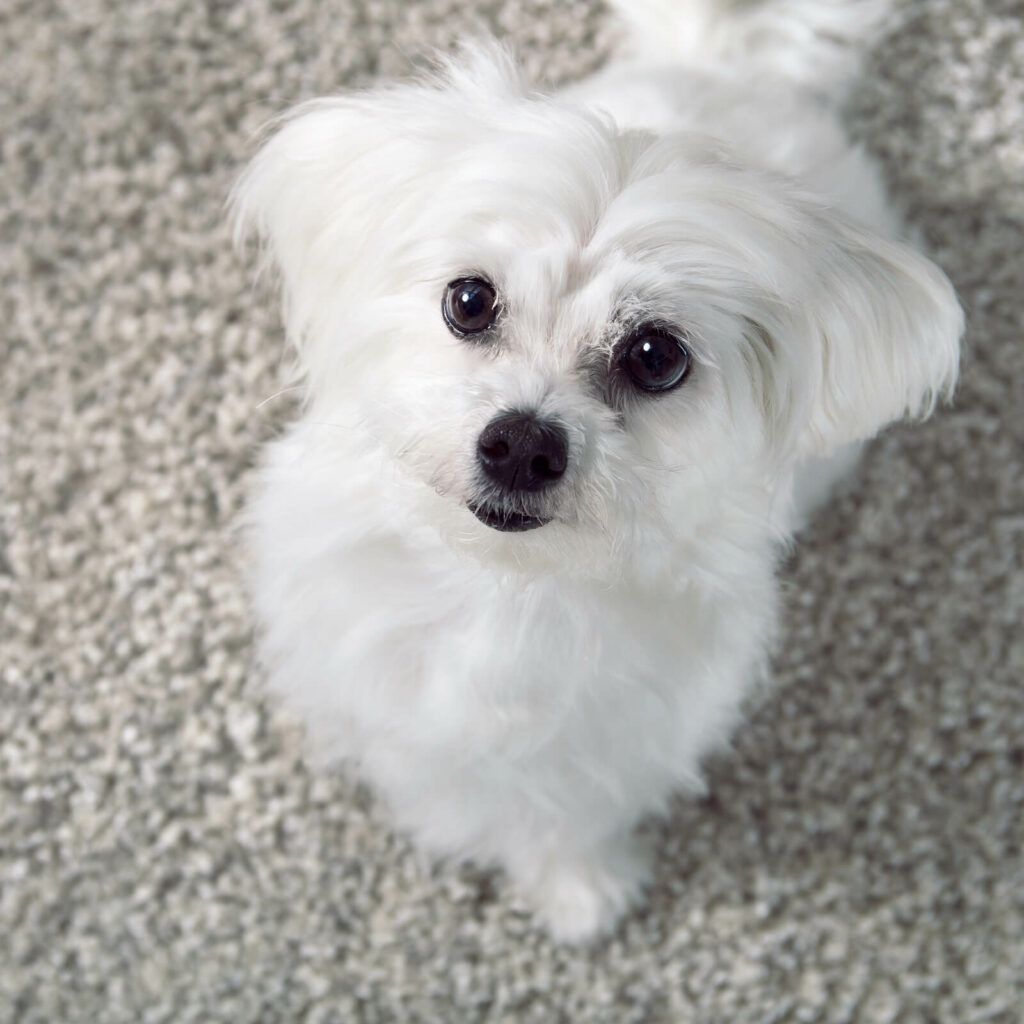 A small white dog is looking up at the camera.