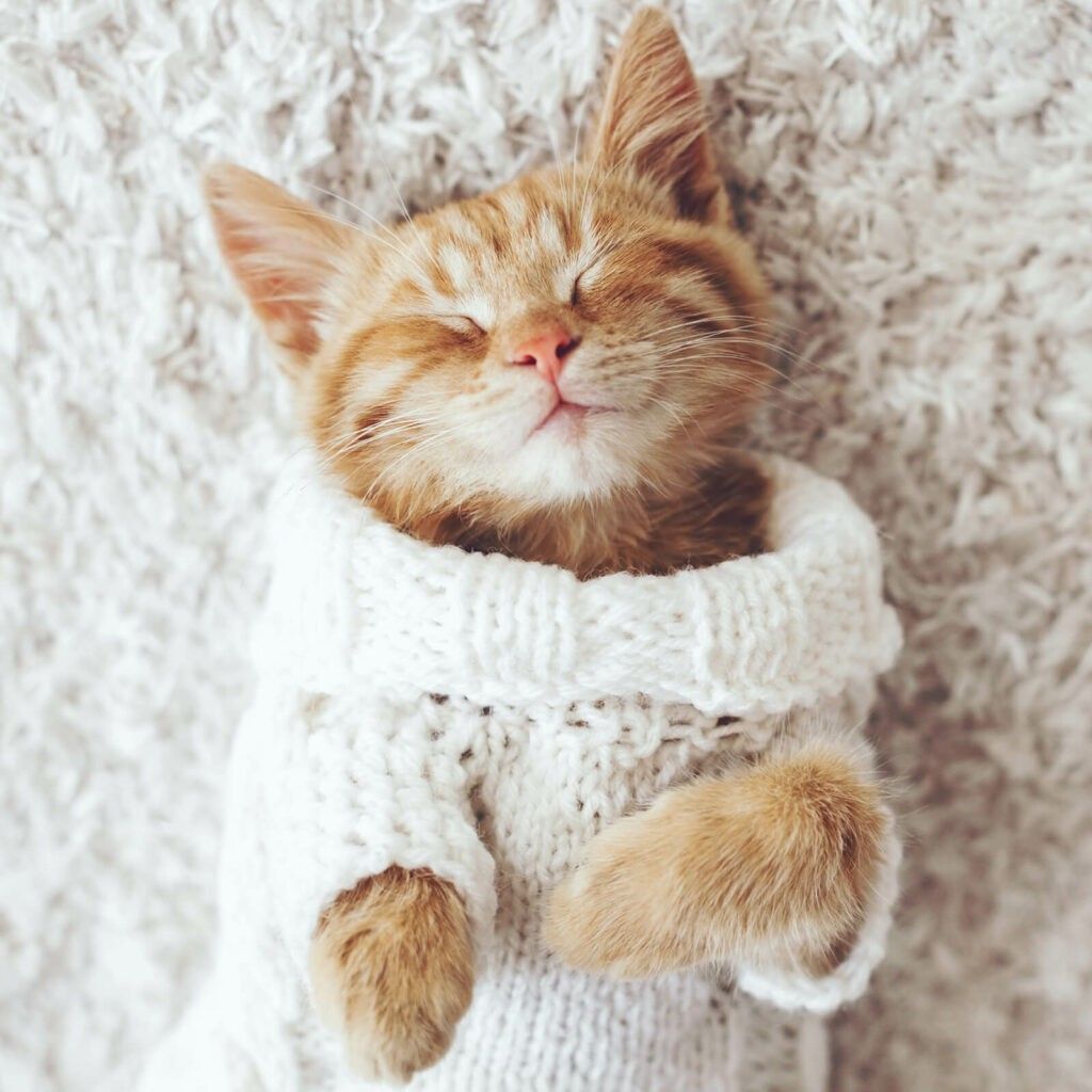A kitten is wearing a white sweater and sleeping on a blanket.