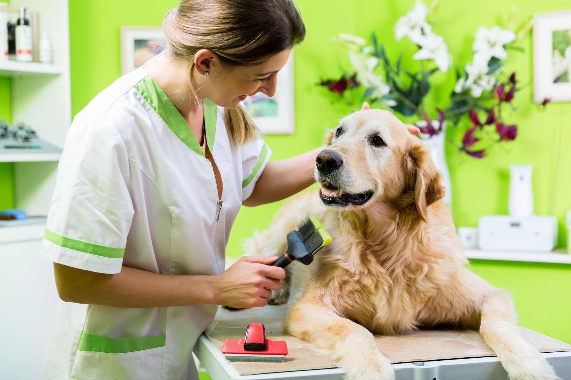 Veterinarian grooming a golden retriever with clippers in a bright green clinic
