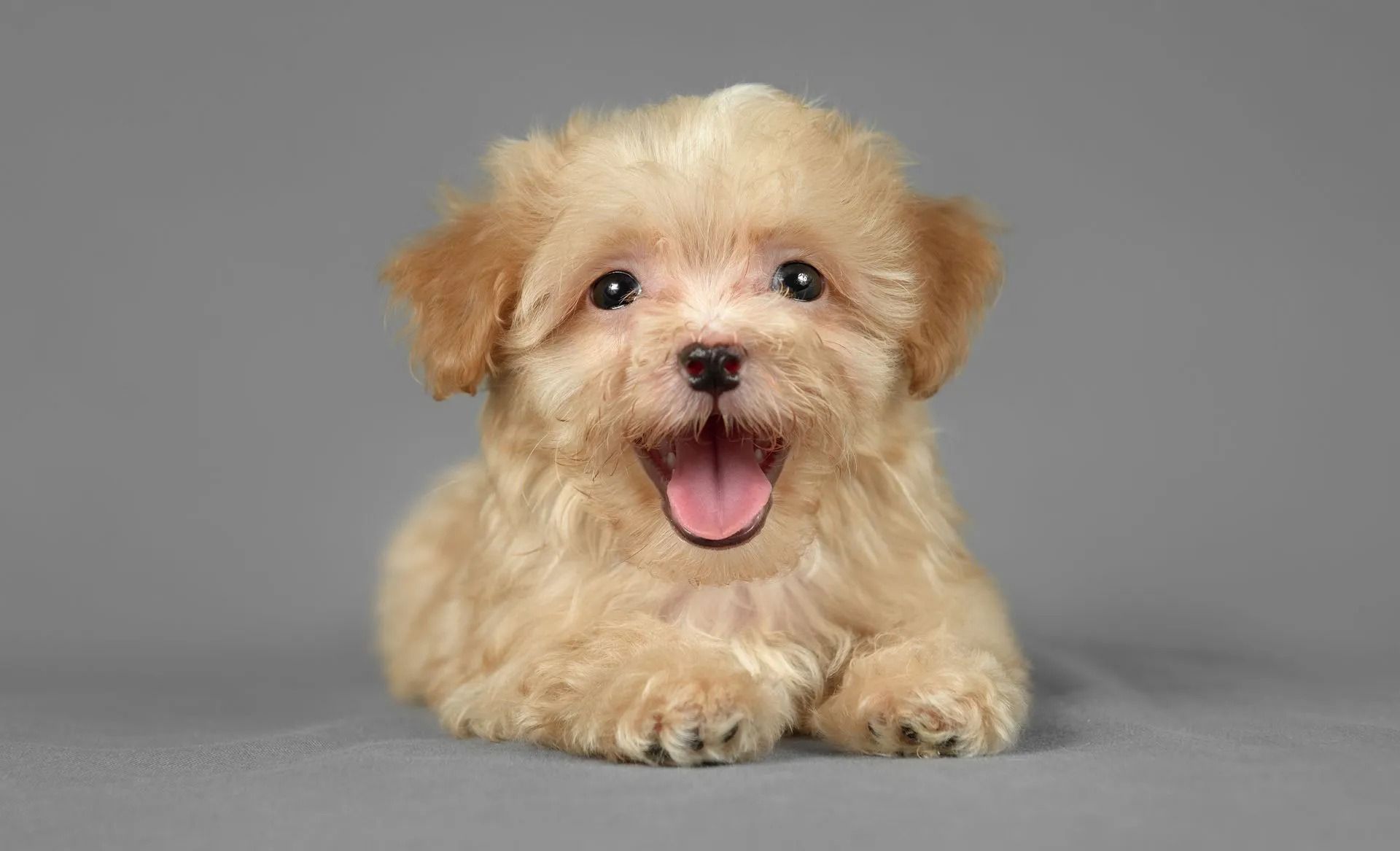 Small fluffy tan puppy lying on a gray surface with mouth open and tongue out, looking at the camera