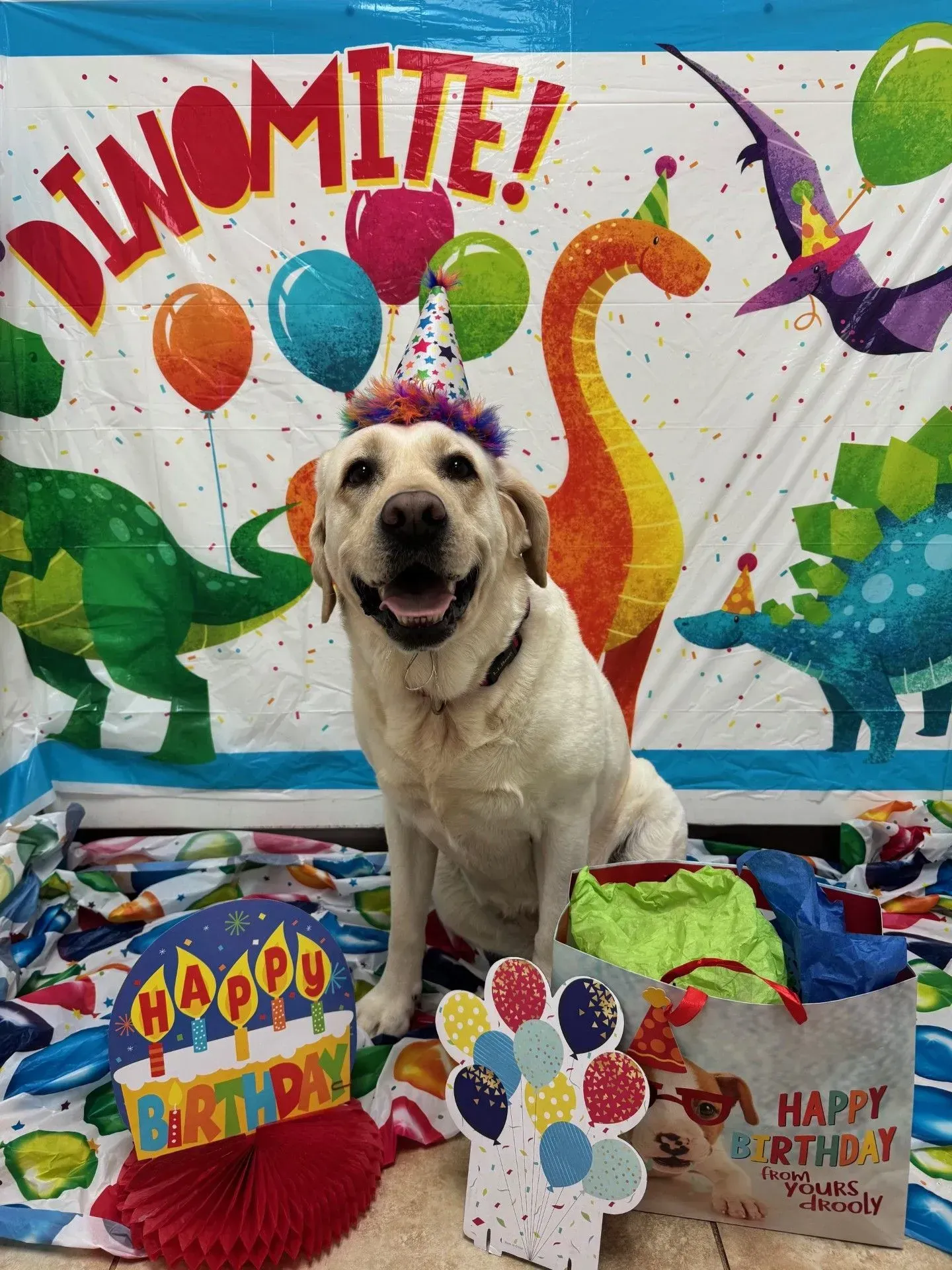 Party hat-wearing dog in front of a colorful “Dinomite!” birthday backdrop and balloons