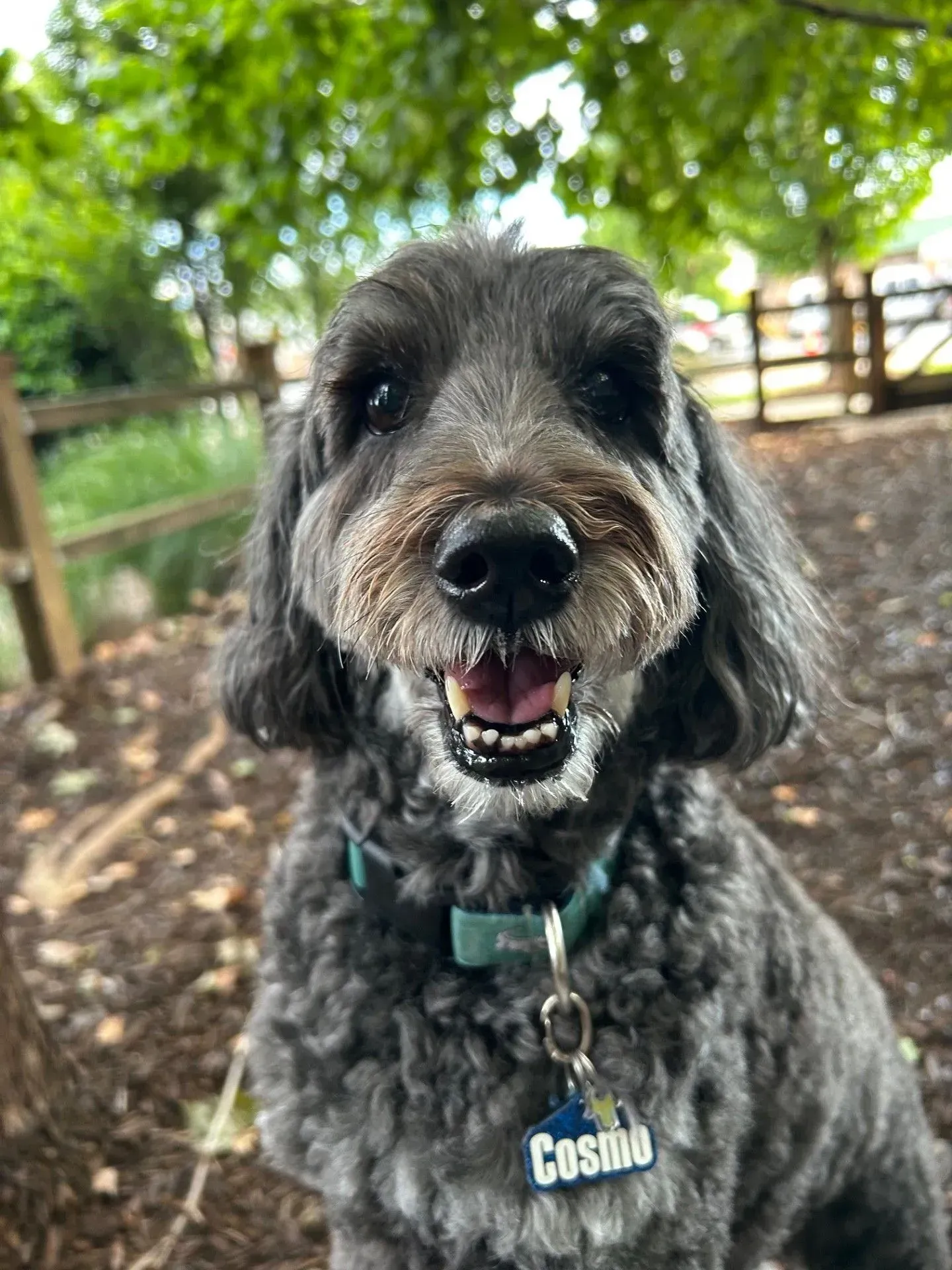 Black curly-haired dog wearing a collar with name tag, sitting outdoors and looking at the camera.