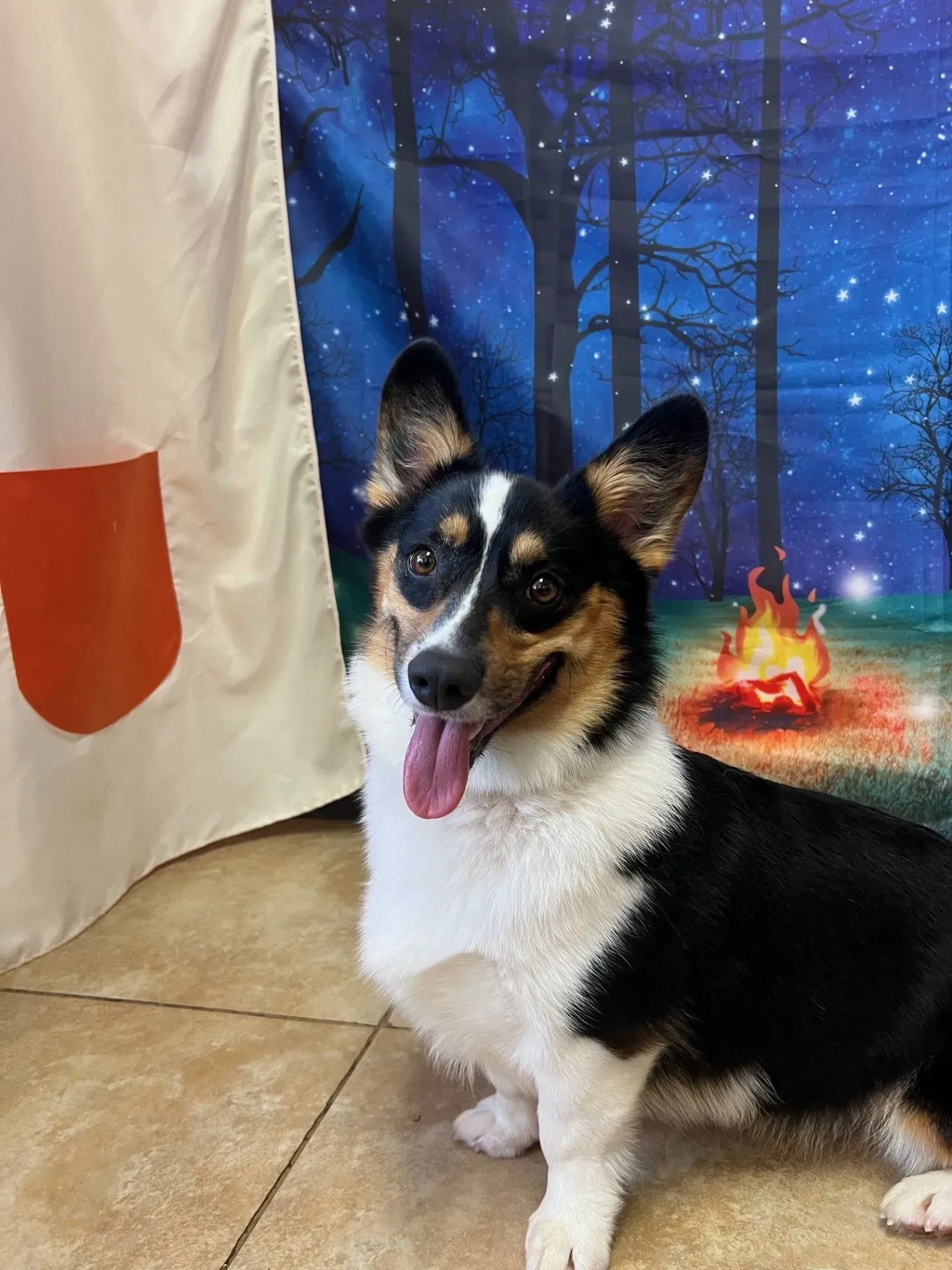 Small black, white, and tan dog sitting indoors beside a tent, tongue out, with a winter campfire backdrop.