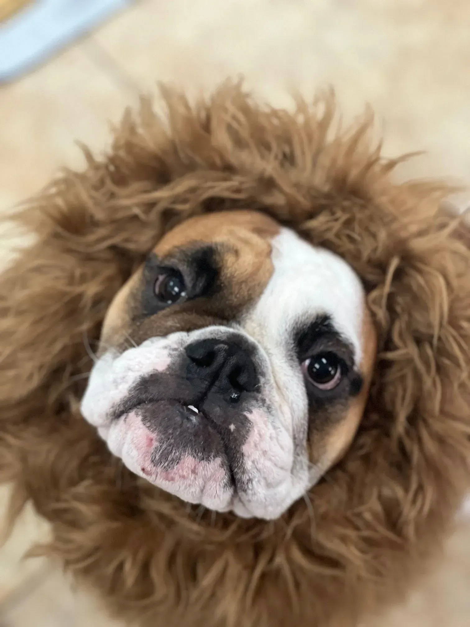 Brown-and-white dog with a fluffy mane, looking up with a tilted head
