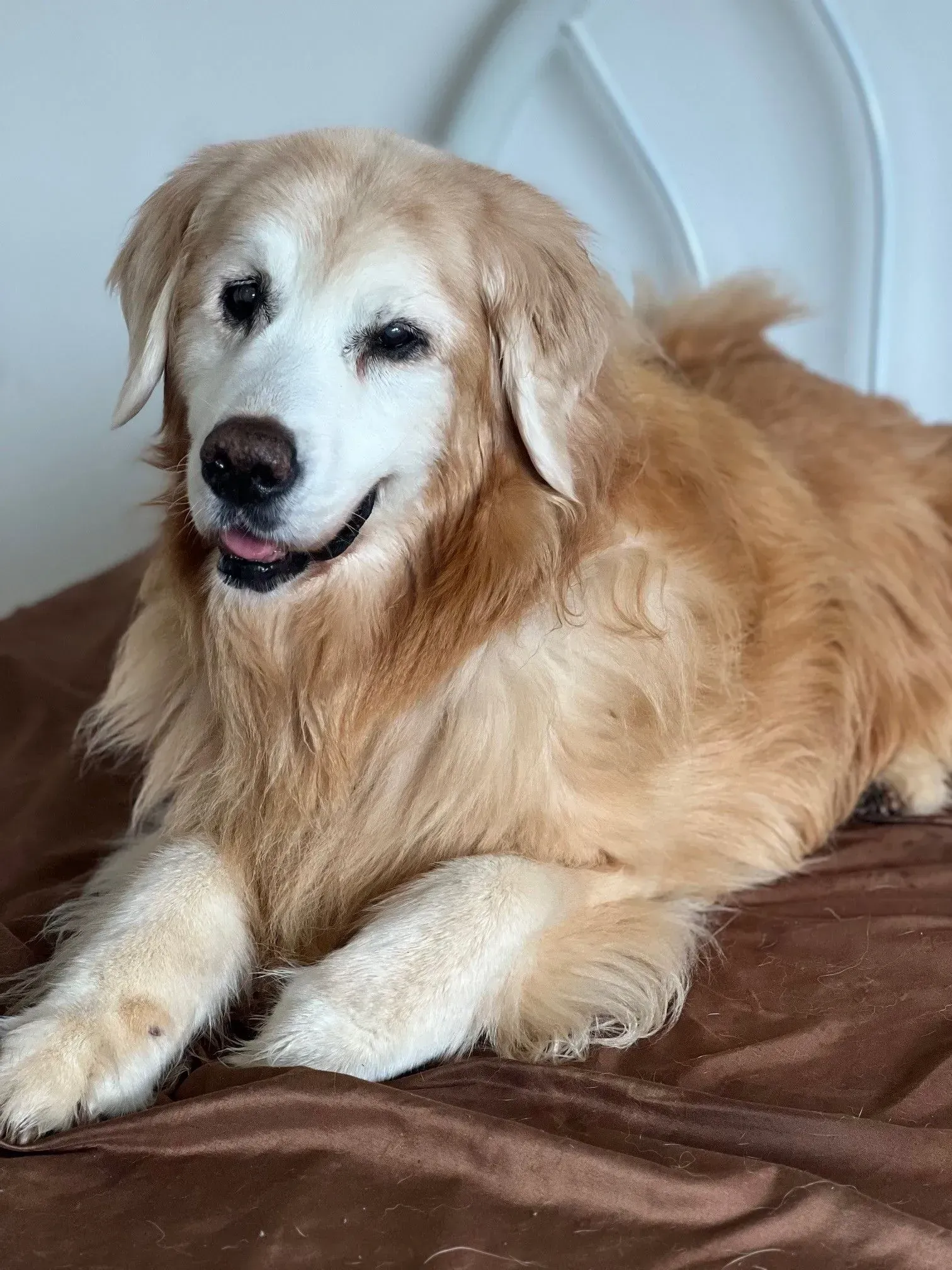 Golden retriever lying on a brown blanket, looking at the camera with a relaxed expression.