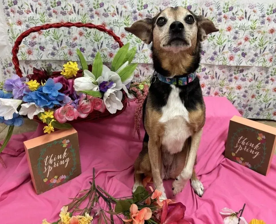 Small dog sitting on pink fabric beside flowers and gift bags against a floral backdrop