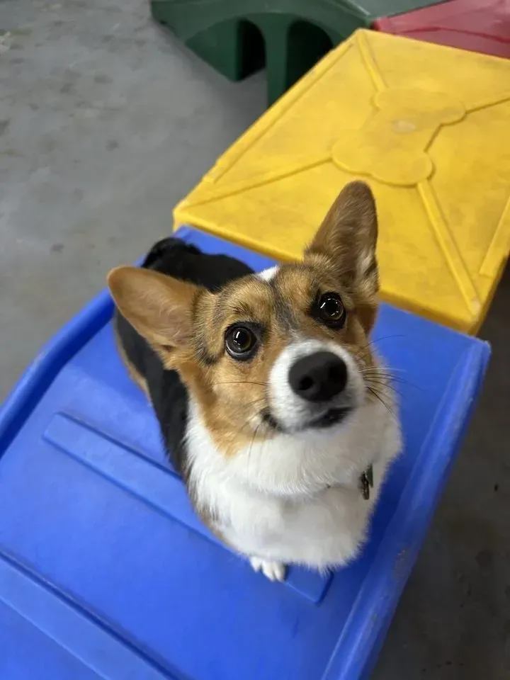 Small corgi looking up from a blue and yellow playground climbing structure