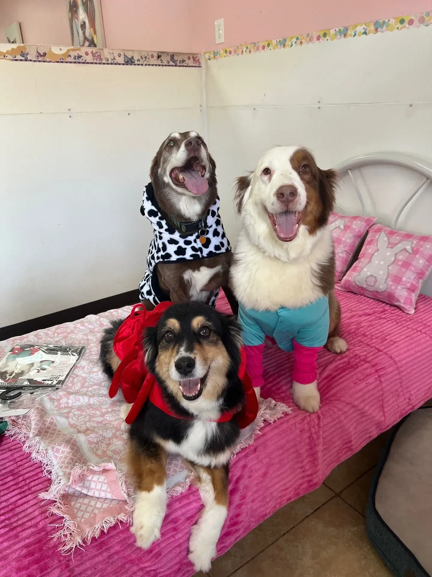 Three dogs sitting on a pink bed, two yawning, in a cozy room