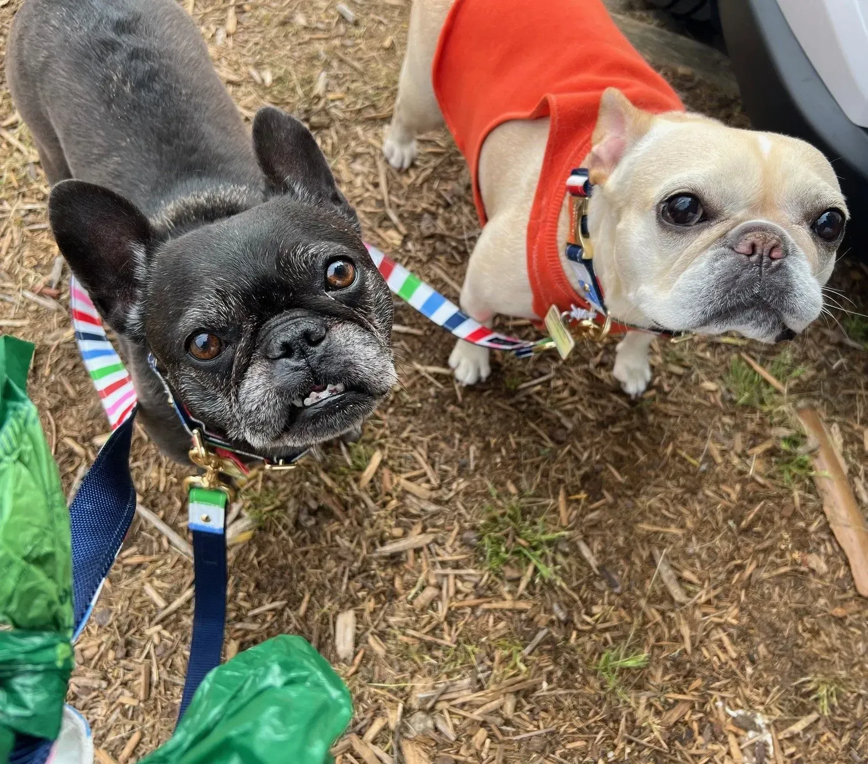 Two small dogs on leashes outdoors, one black and one cream, wearing colorful sweaters.