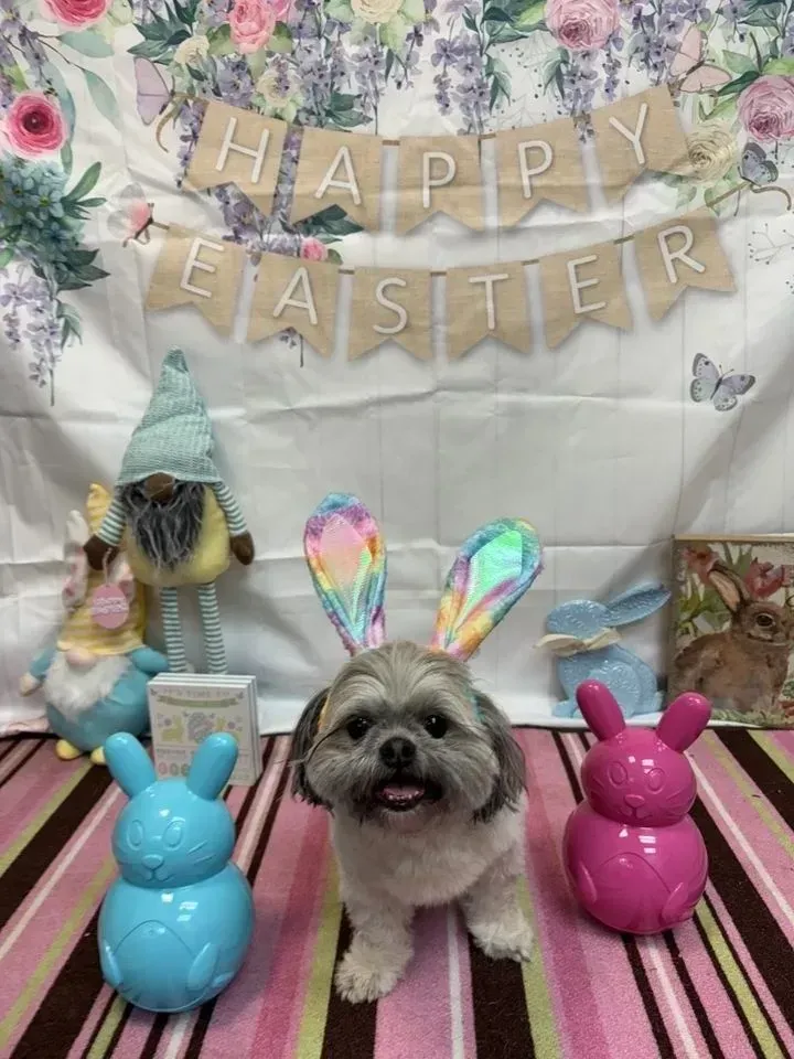 Small dog with bunny ears in front of pastel Easter decorations and “Happy Easter” banner, flanked by colorful bunny figures