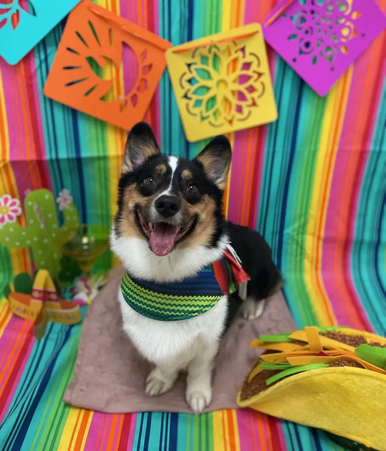 Happy corgi wearing a colorful sweater in front of a rainbow striped and papel picado backdrop