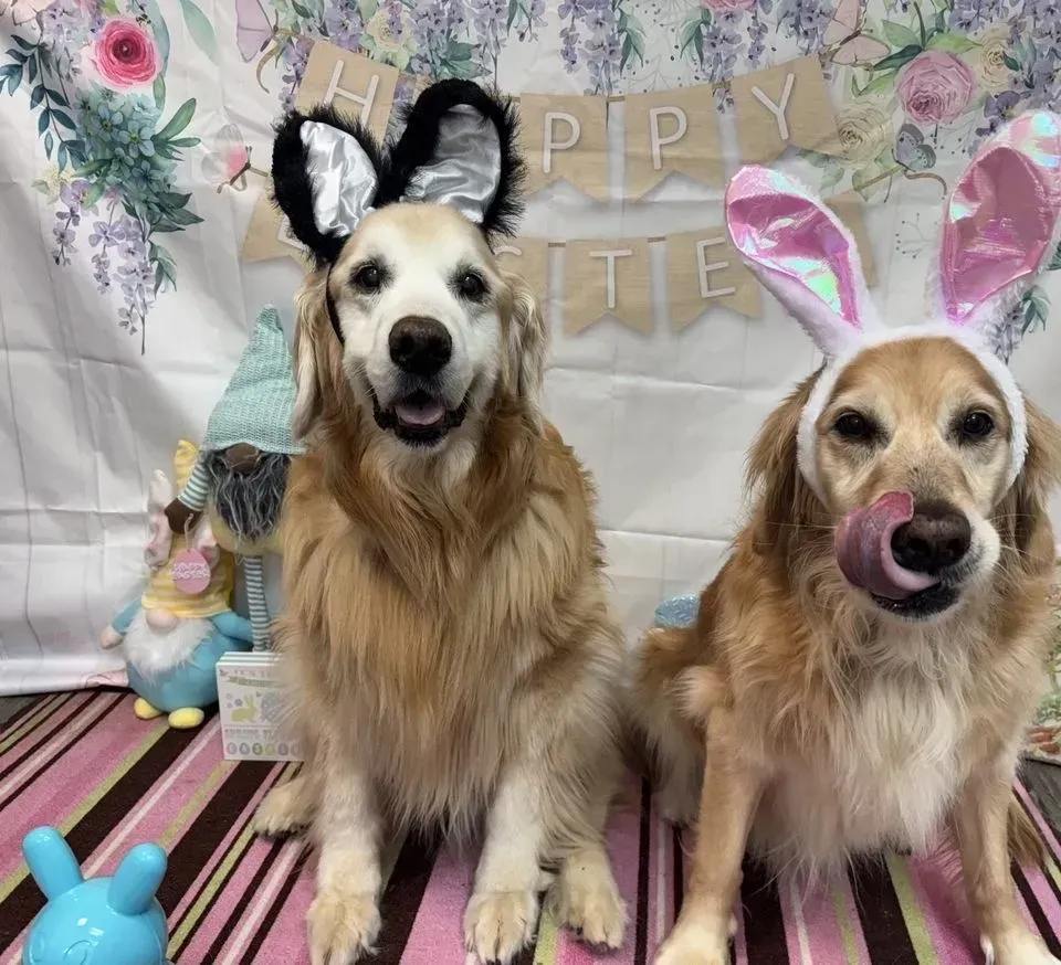 Two golden retrievers in bunny ears pose on a striped rug with a pastel Easter backdrop.