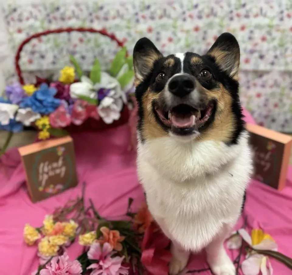 Happy black-and-white dog sitting on a pink floral backdrop with colorful flowers and gift boxes