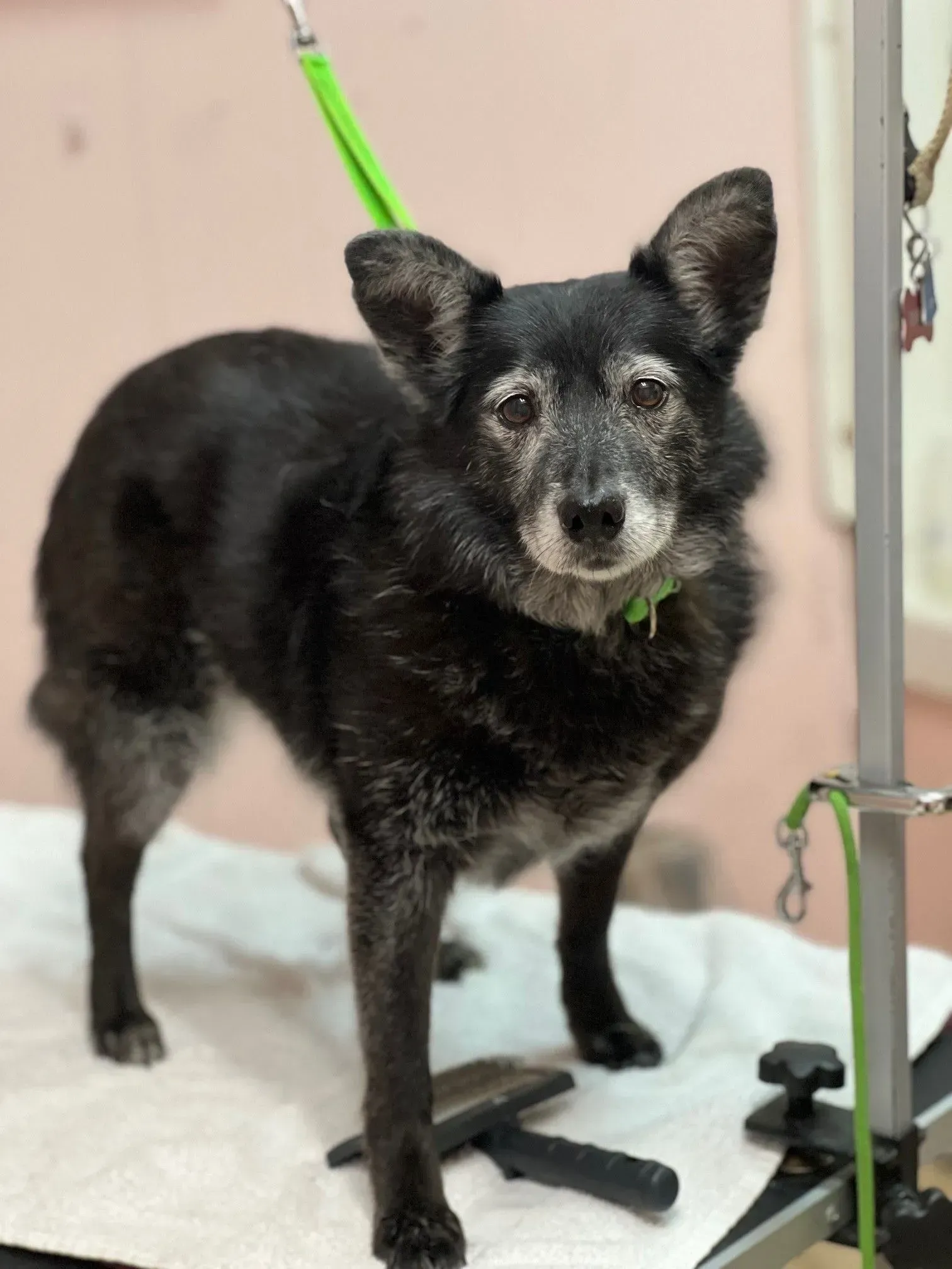 Black dog standing on a grooming table, wearing a green leash, with one front paw lifted.