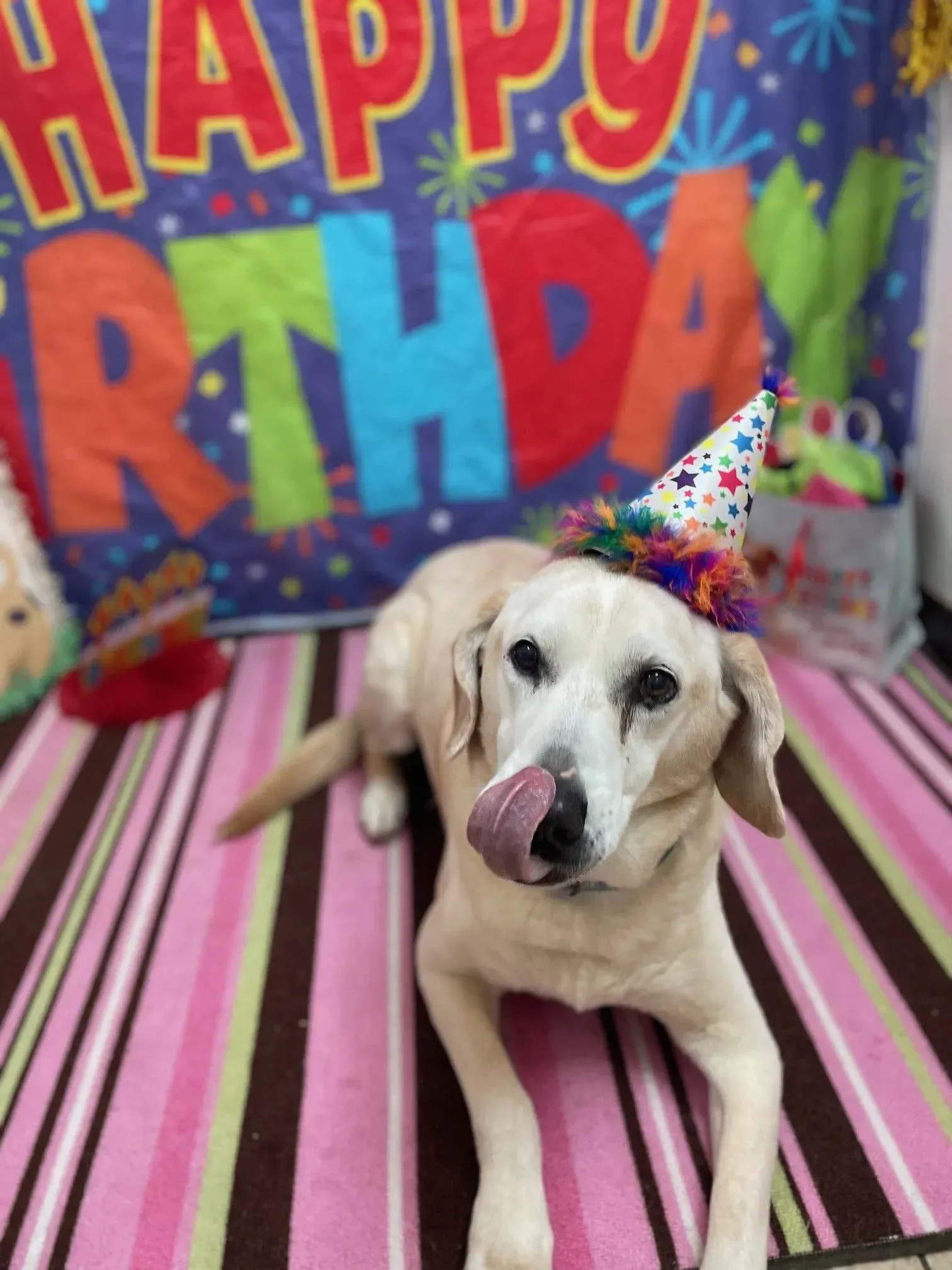 Labrador wearing a party hat on a striped rug in front of a colorful “Happy Birthday” backdrop
