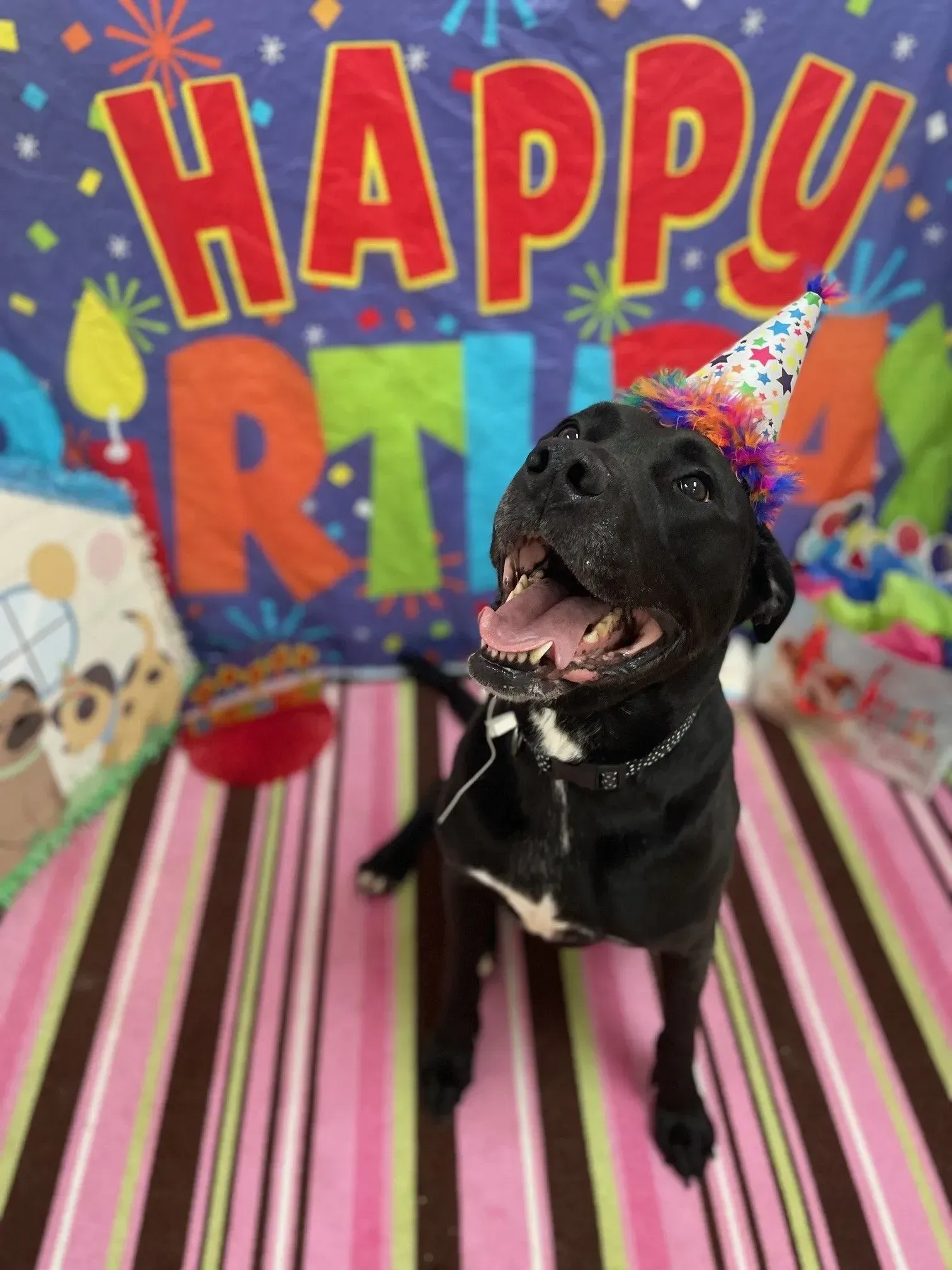 Black dog wearing a party hat at a colorful “Happy Birthday” backdrop on a striped floor