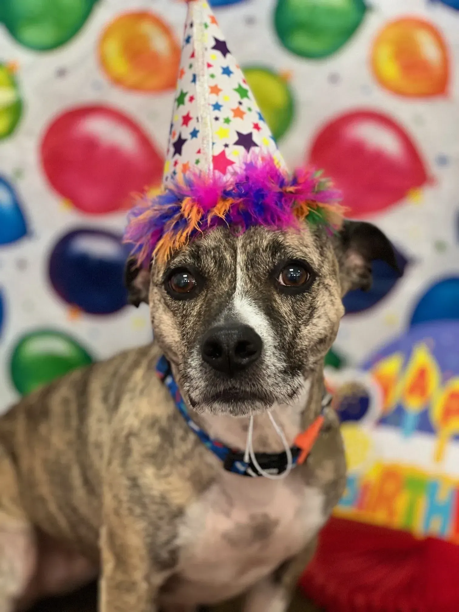 Brindle dog wearing a party hat and rainbow feather boa in front of a colorful balloon backdrop