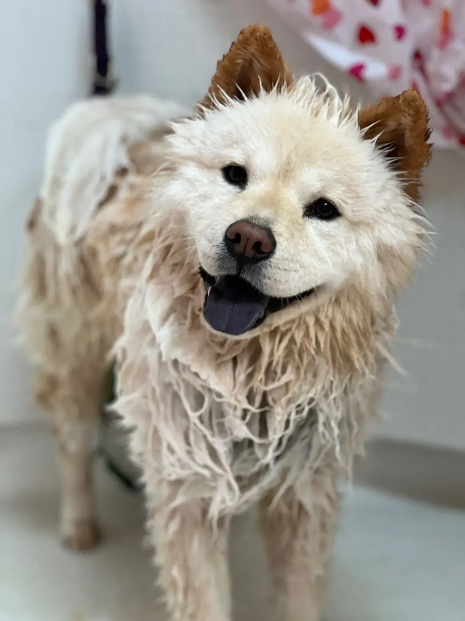 Small wet cream-colored dog with a fluffy coat, standing indoors and looking at the camera with a happy expression