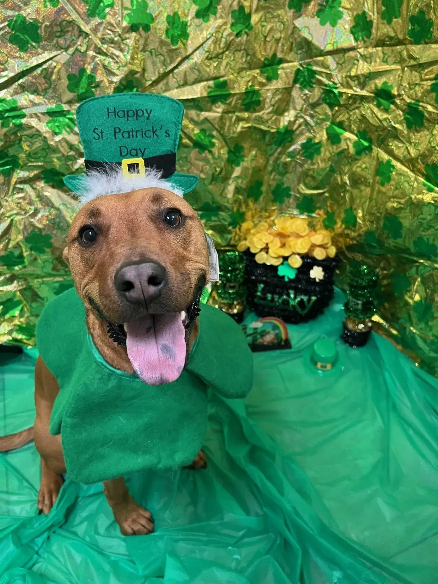 Dog in a green outfit sitting amid green shamrocks with a “Happy St. Patrick’s” sign and yellow flowers.