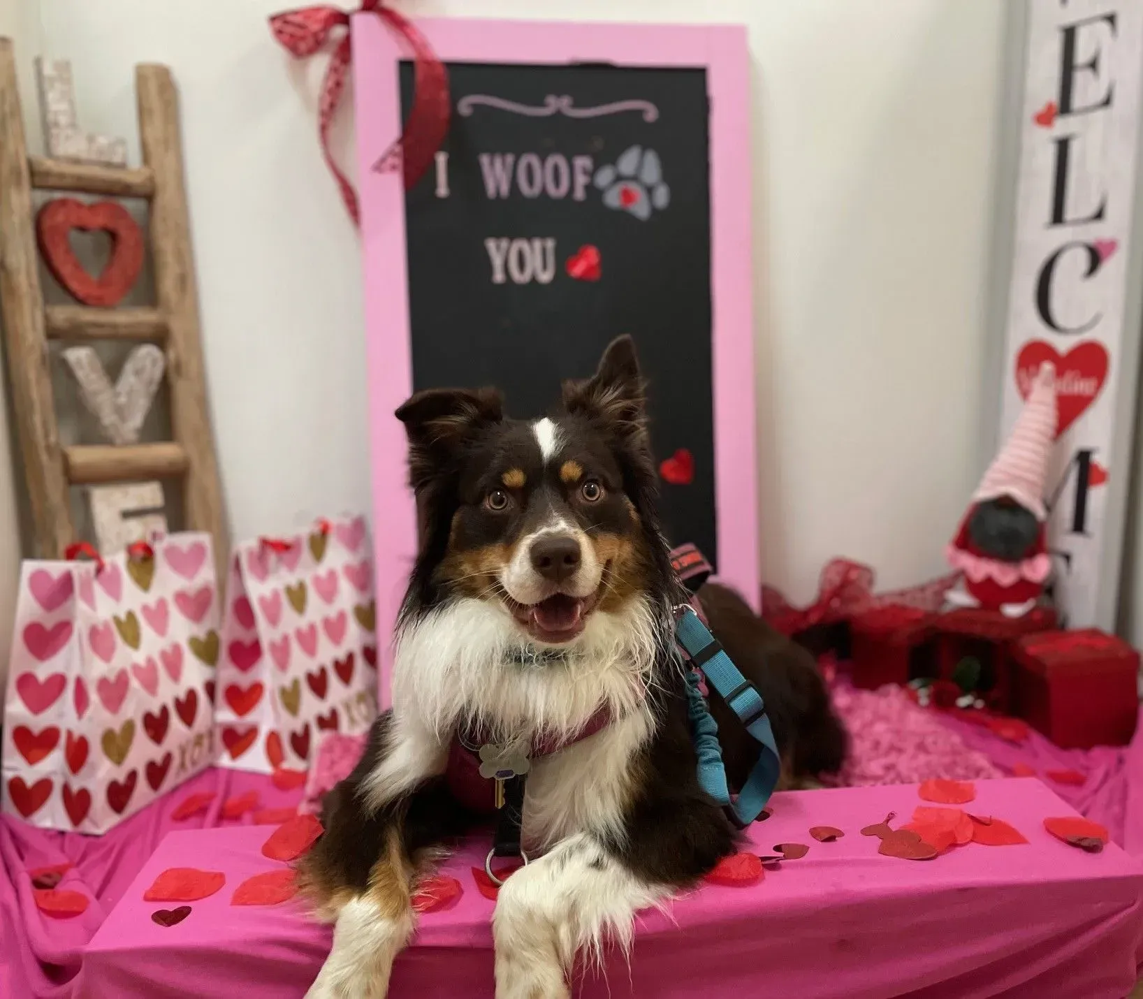 Black-and-white dog on pink Valentine’s display with “I WOOF YOU” sign and hearts