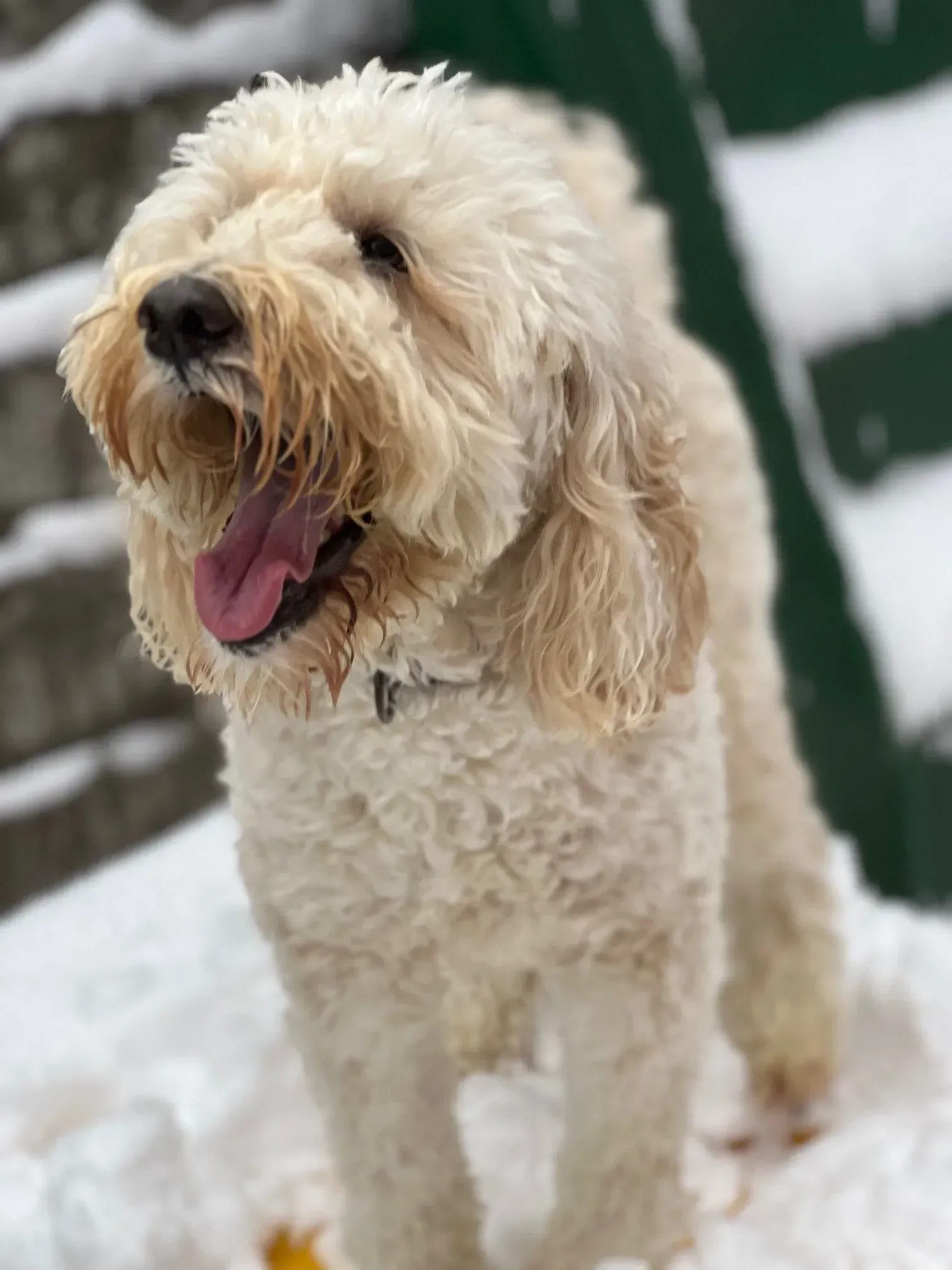 Cream-colored dog standing in snow with mouth open, looking alert.