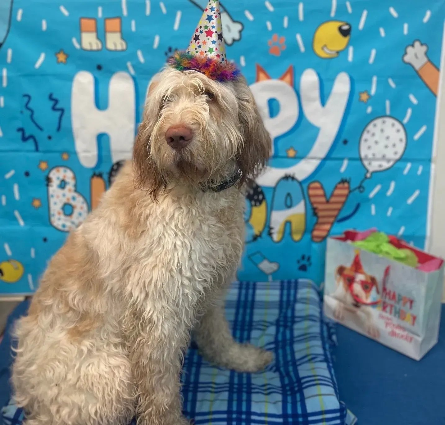Fluffy dog wearing a party hat sits before a blue “Happy Birthday” backdrop and gift bag.