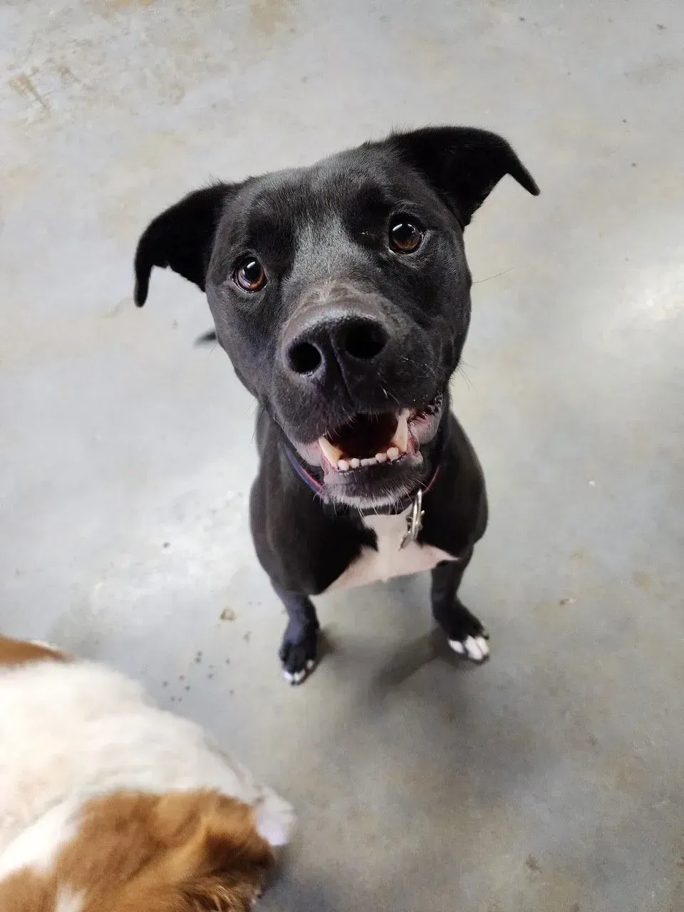 Black dog looking up with mouth open on a concrete floor, with part of a brown-and-white dog visible at bottom left.