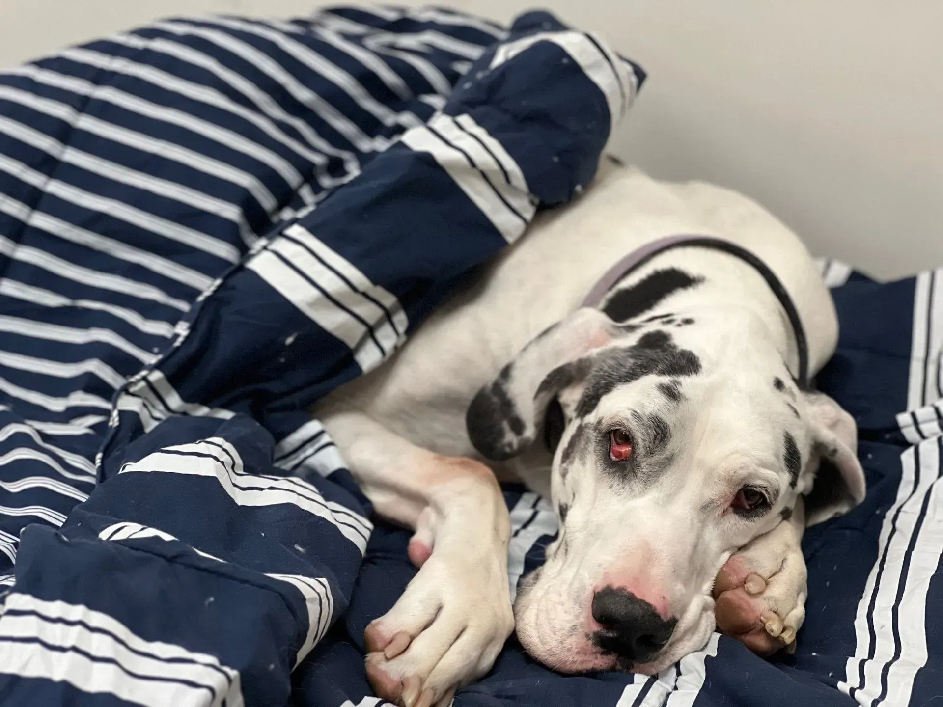 Black-and-white dog resting on blue-and-white striped bedding, looking sleepy.
