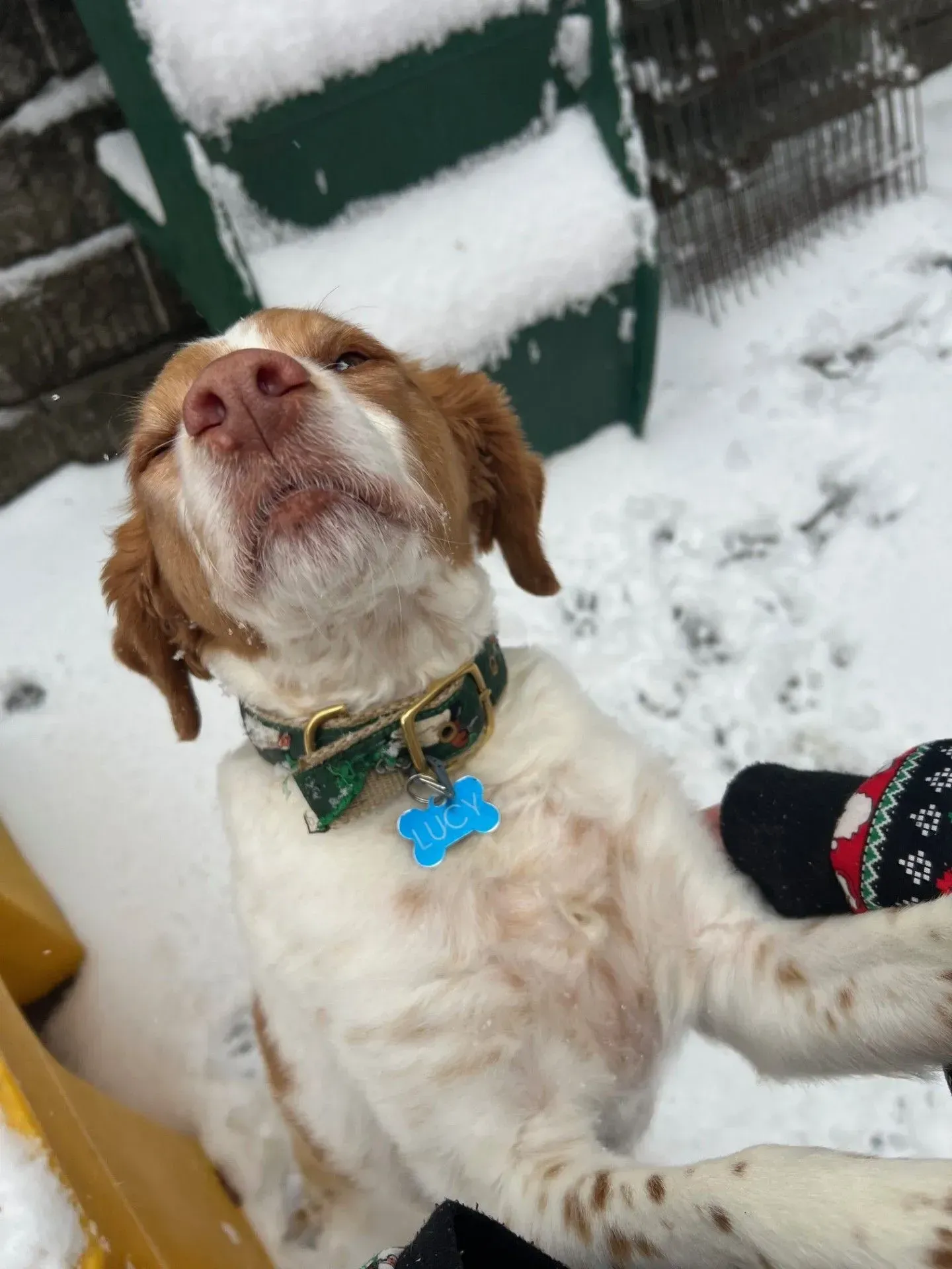 Brown-and-white dog lying in snow, wearing a blue collar and looking upward beside a person’s boot