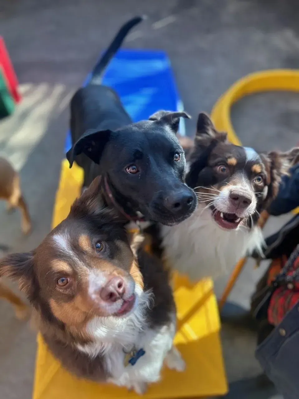Three dogs on colorful mats, looking up with alert, happy expressions.
