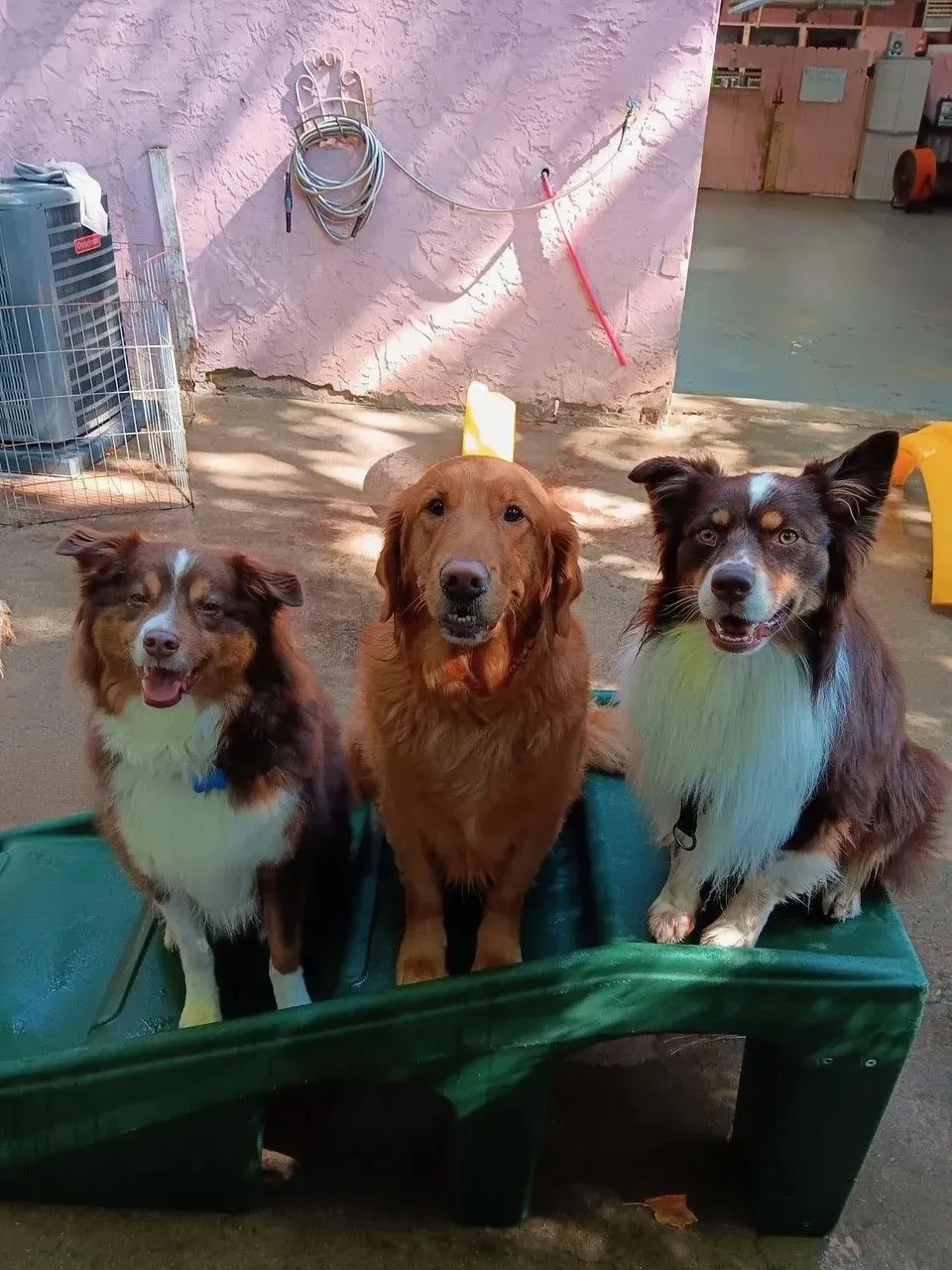 Three dogs sitting on a green bench outdoors, facing the camera.