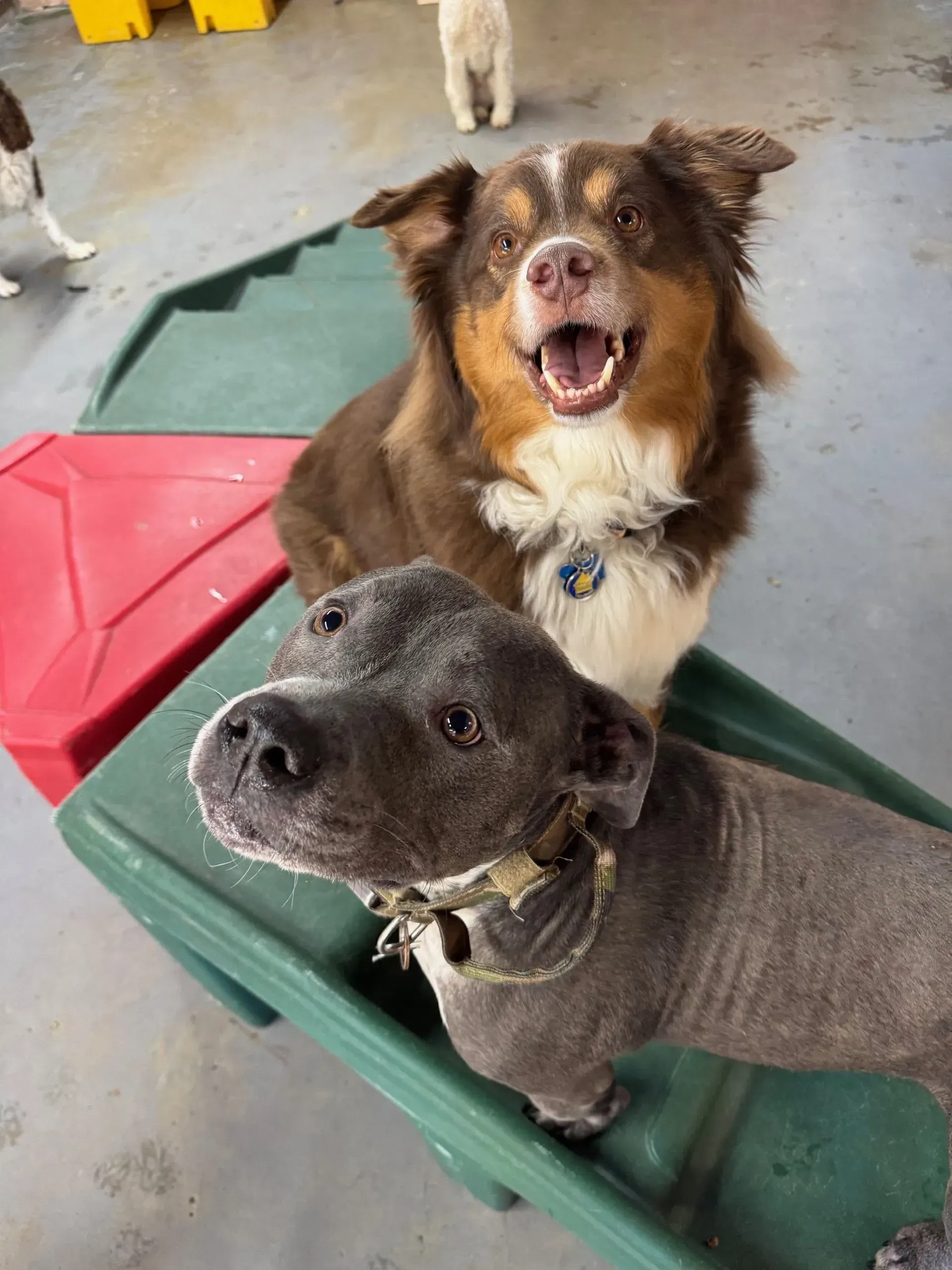 Two dogs on elevated beds, one black in front and one brown behind with mouth open, in a dog daycare room