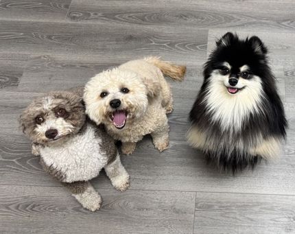 fido fido Dog Daycare & Boarding
