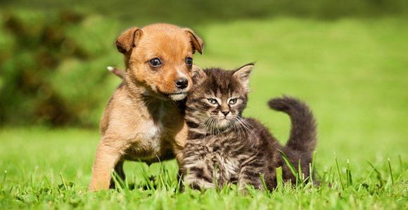 companion-animals-veterinary-care-north-manchester-in