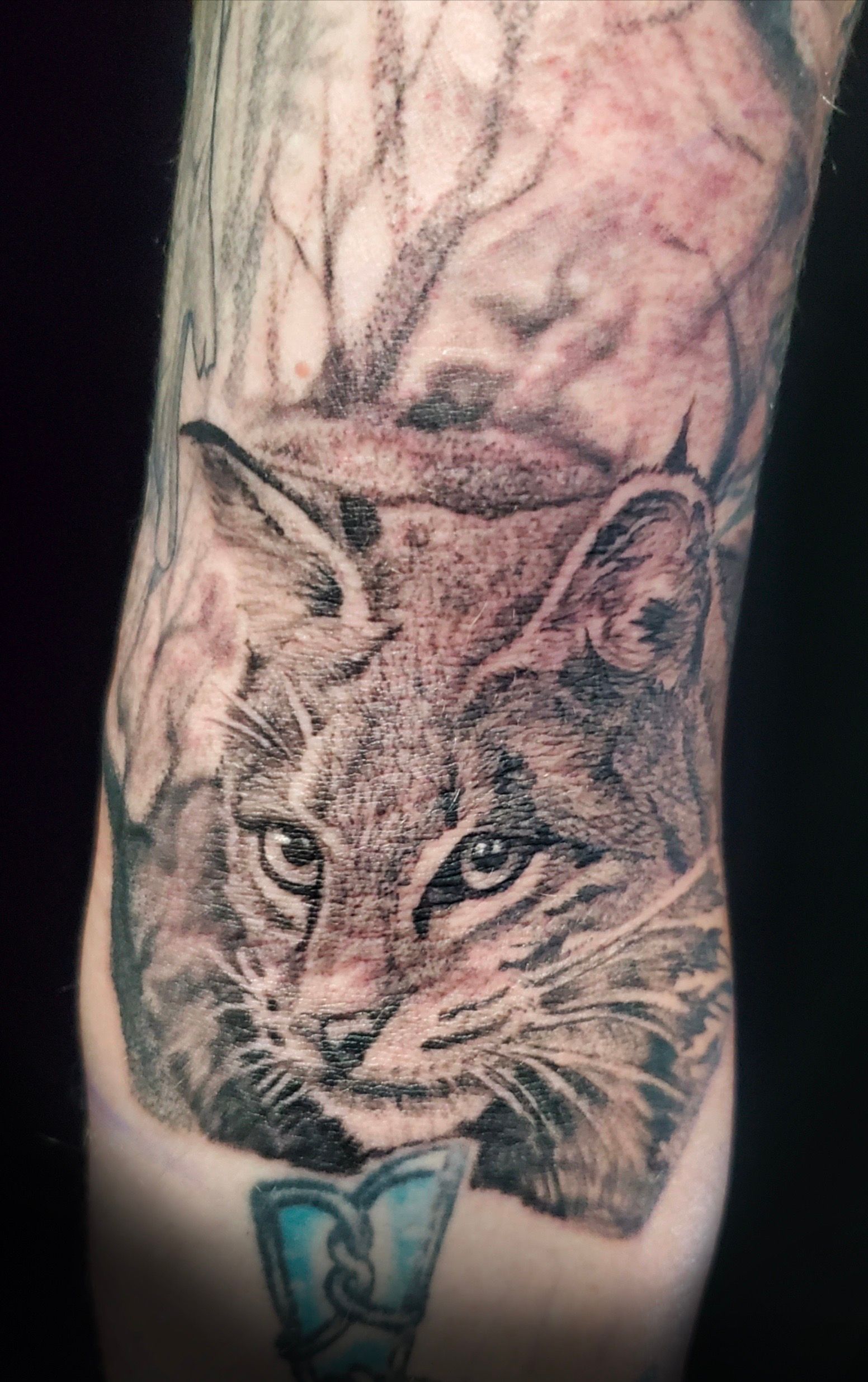 tattoo, tattoo by Melissa Sink, bobcat tattoo, black and gray tattoo