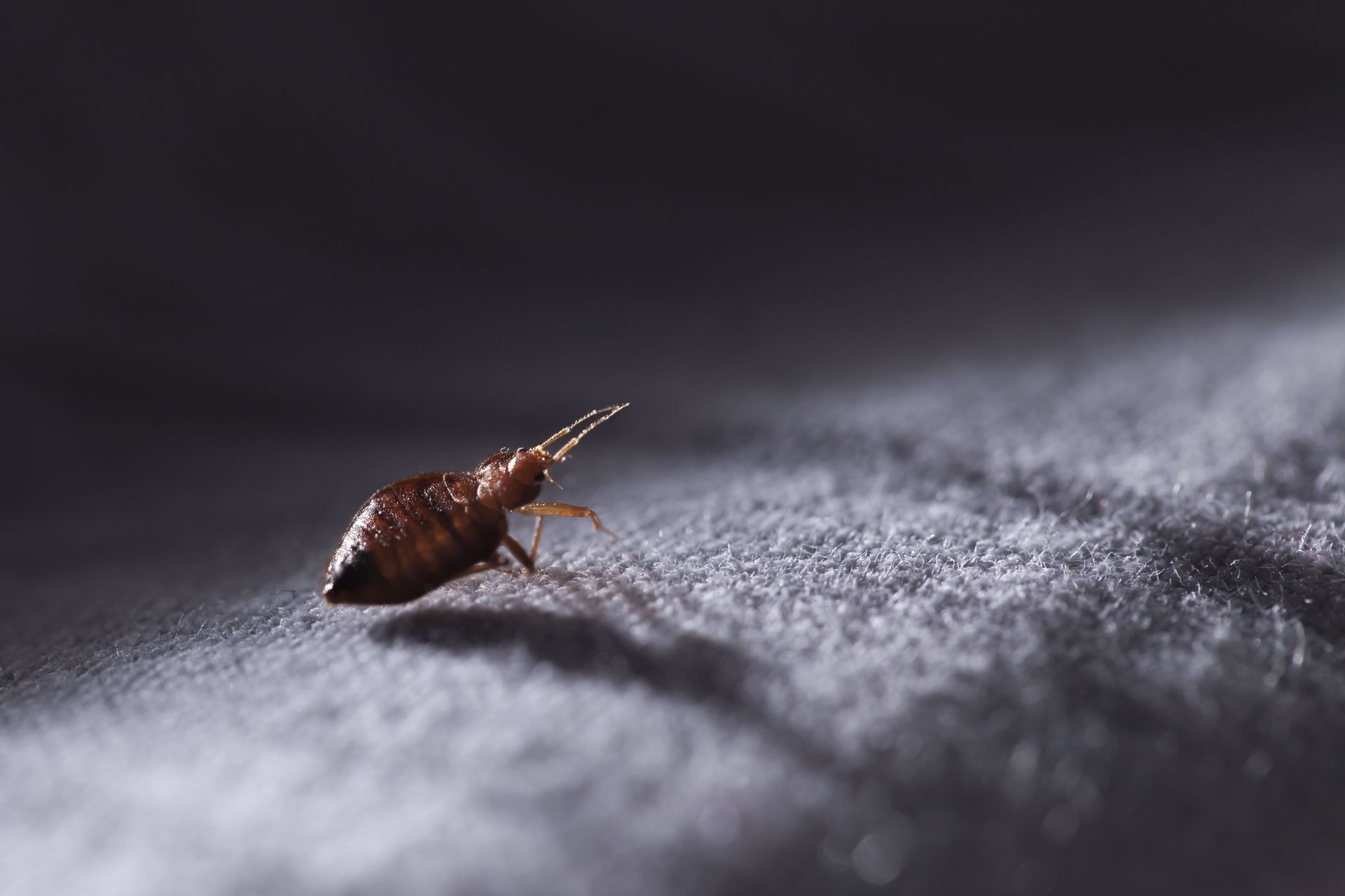Small brown insect on dark fabric, lit from the side, with a sharp shadow.