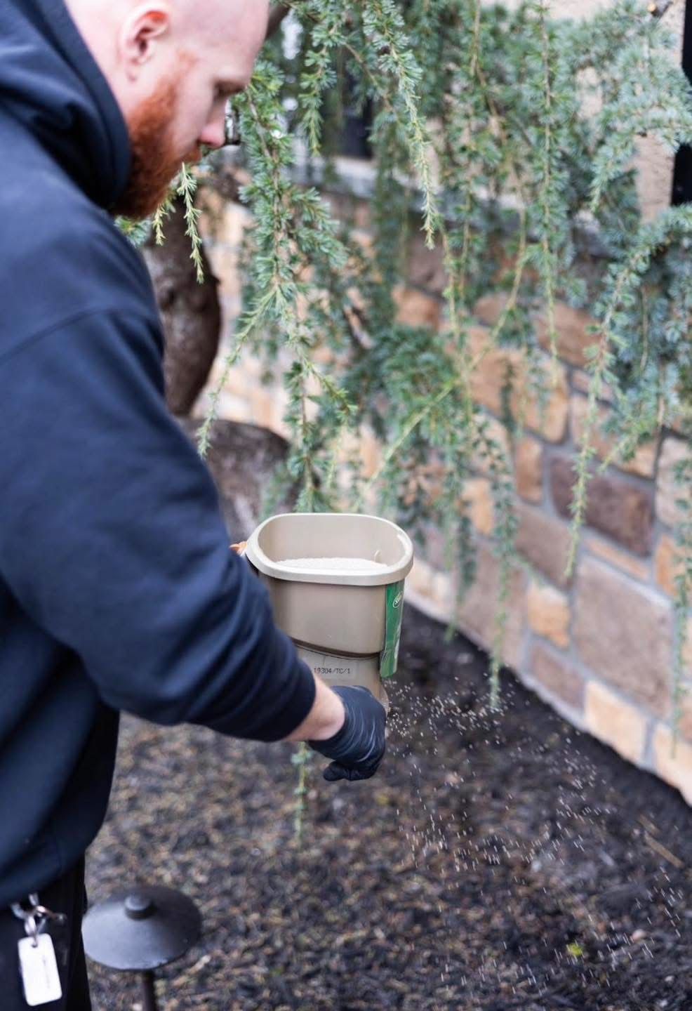 Gardener spreading mulch in a small outdoor garden bed beside a brick wall and climbing plants