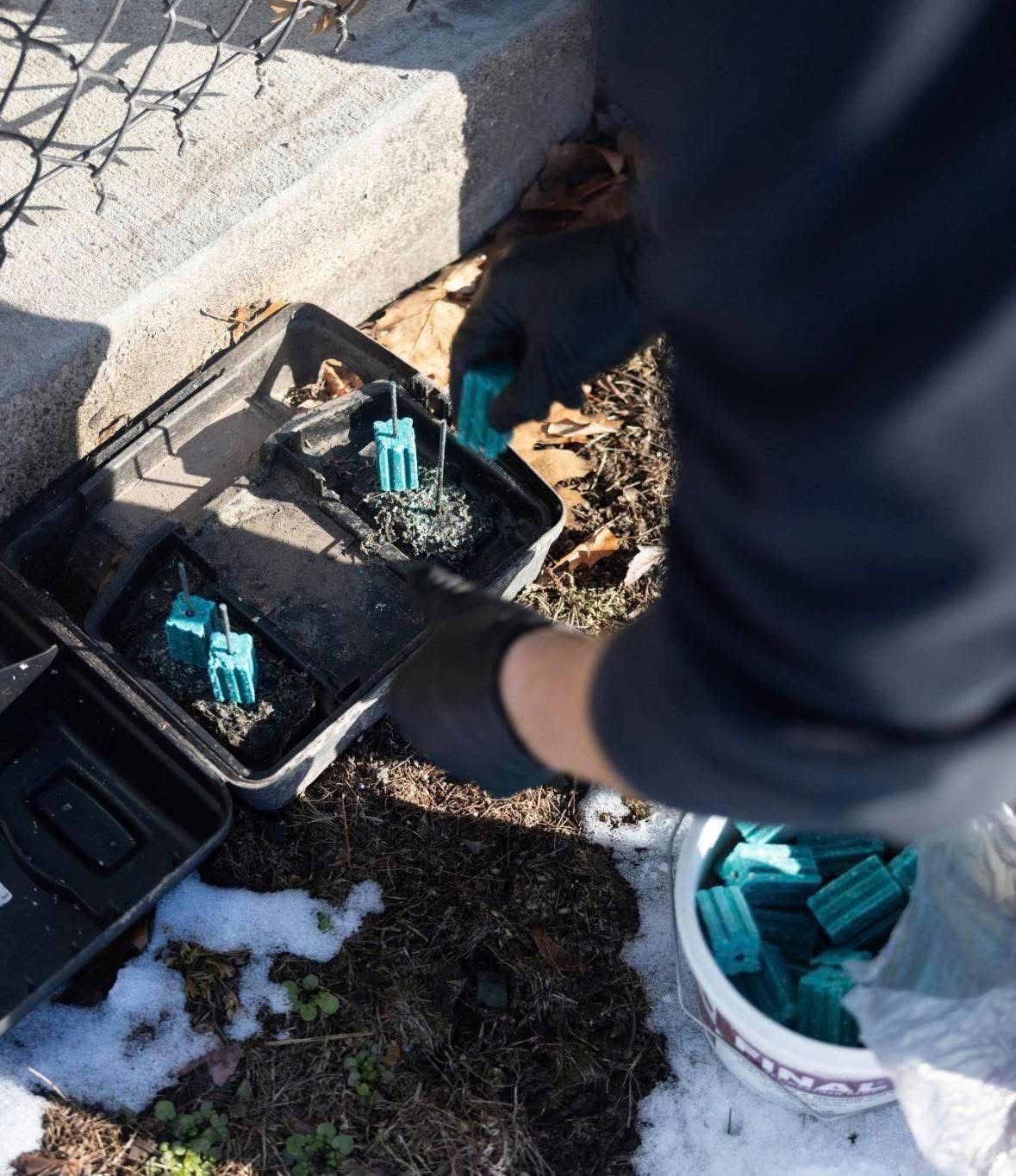 Person planting teal seedlings in black trays beside a stone wall outdoors