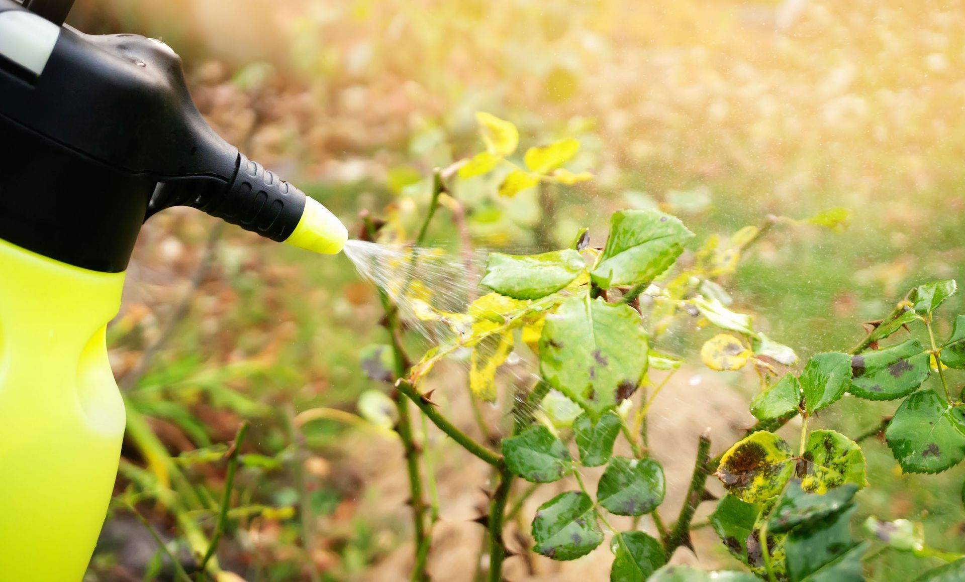 A person is spraying a plant with a spray bottle.