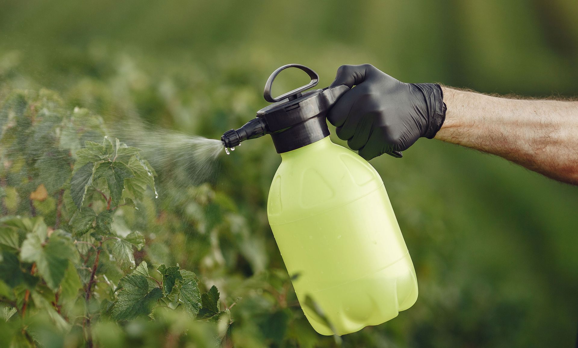 A person is spraying a plant with a spray bottle.