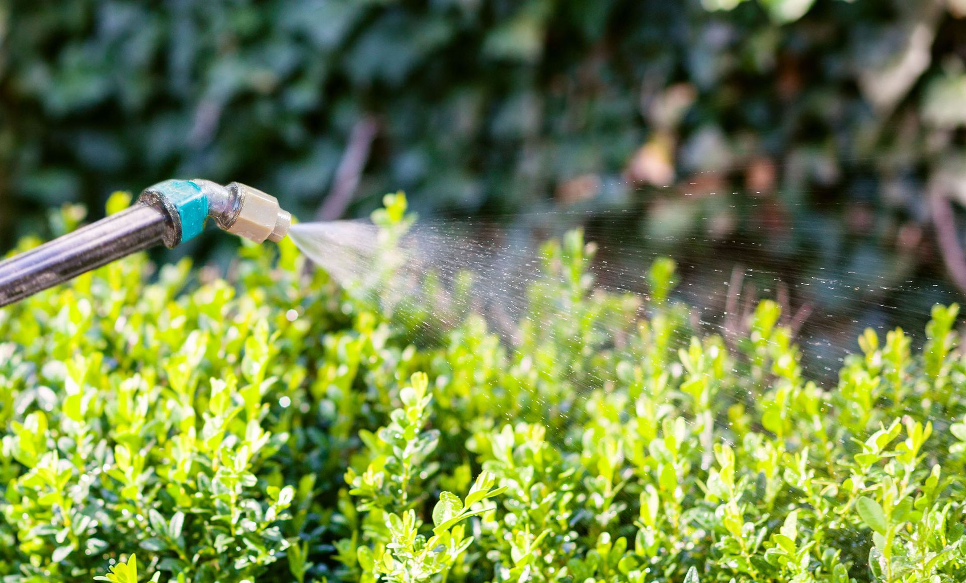 A person is spraying a bush with a hose.