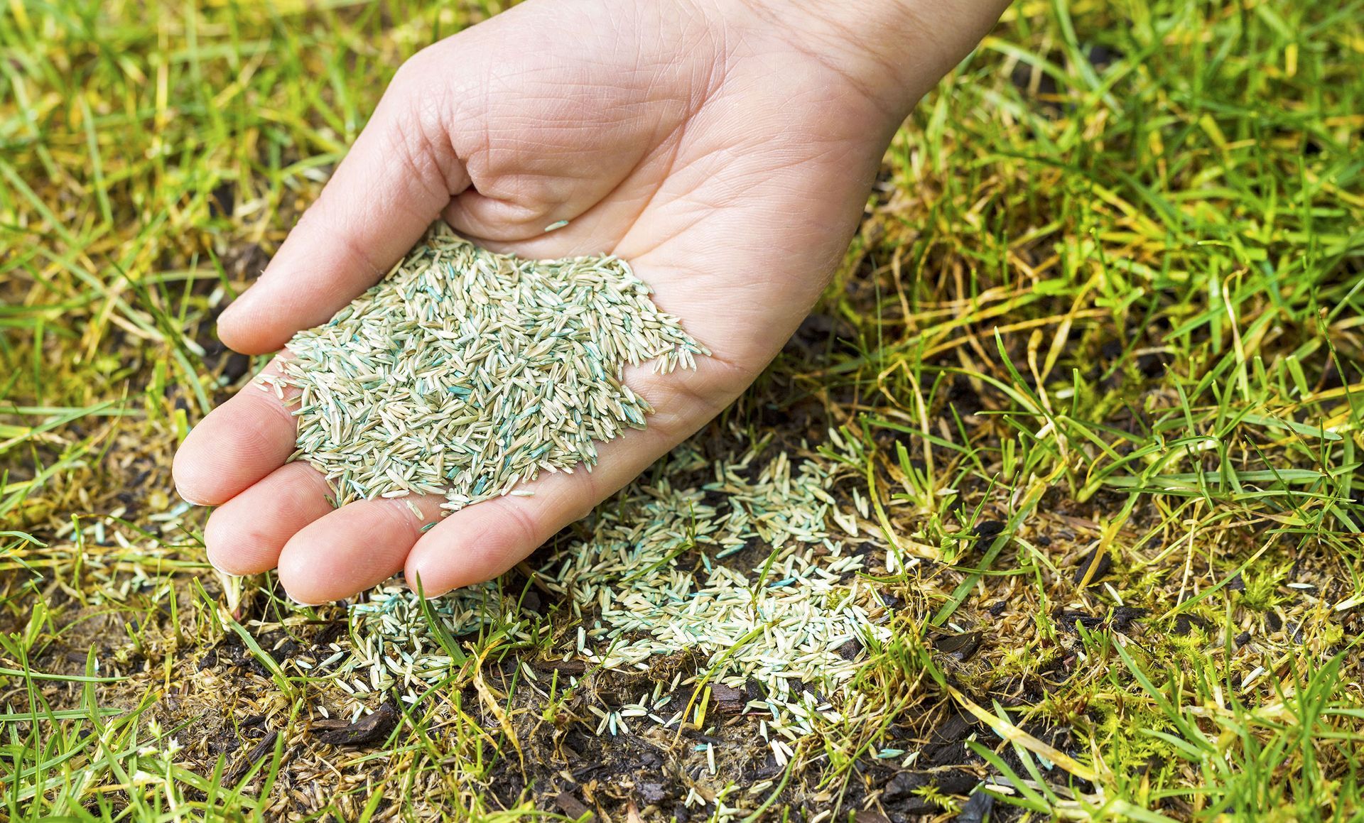 A person is holding a pile of grass seeds in their hand.
