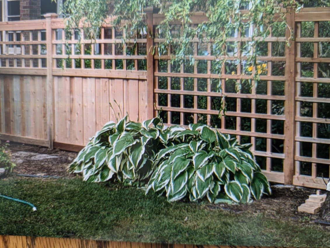 A garden with a wooden fence and a trellis