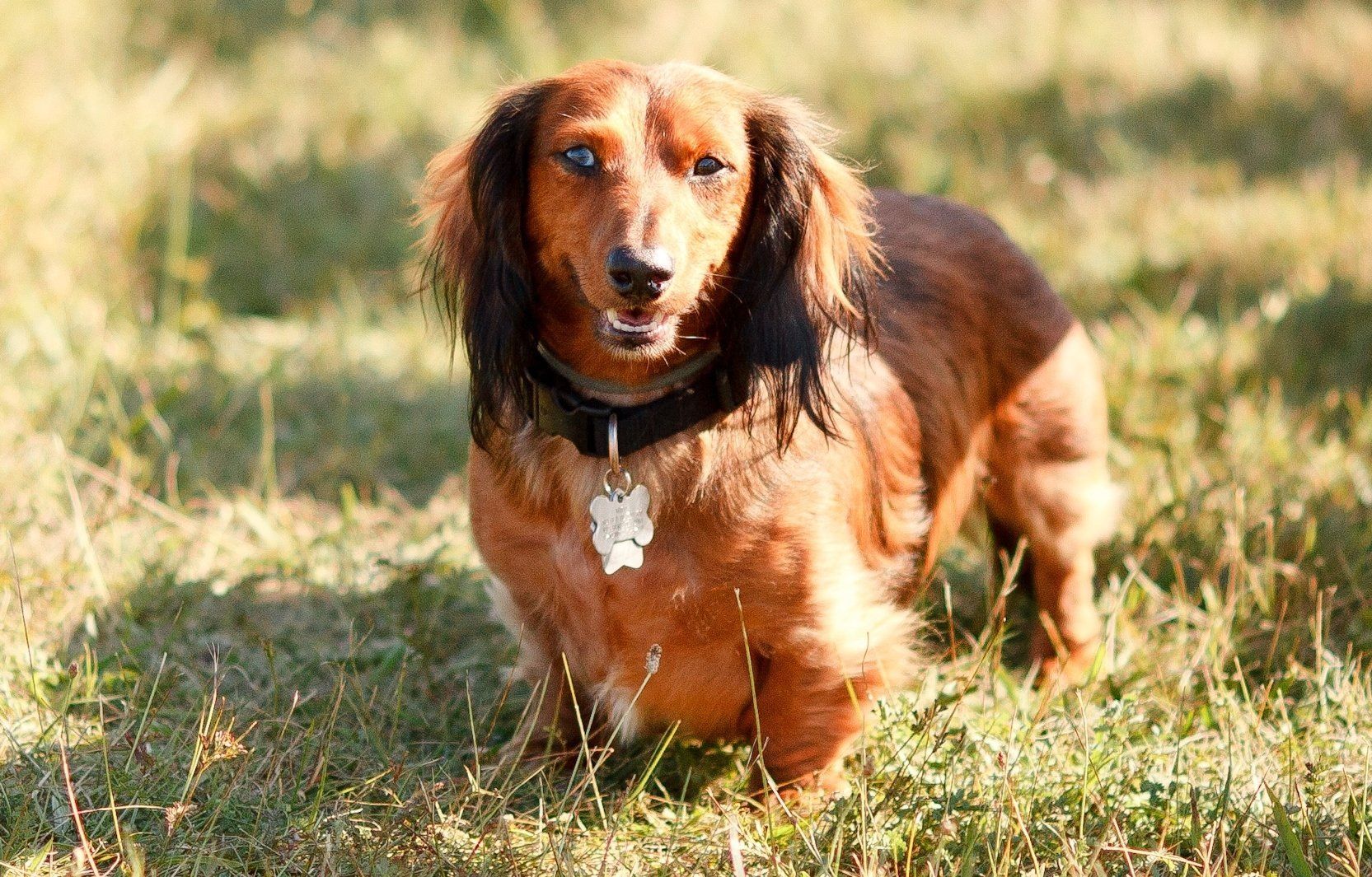 About Brian's Import Auto Roseburg, OR Auto Repair