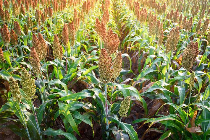 A field of corn plants growing in the sun