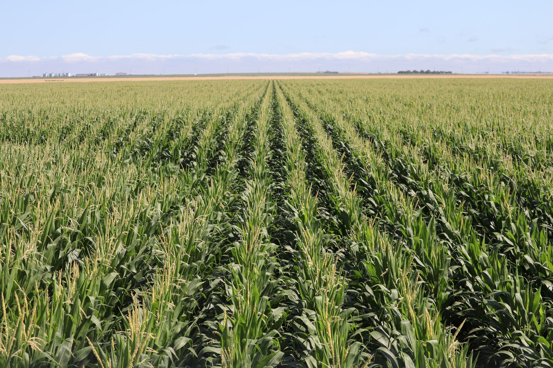 Rows of corn plants in a field with a blue sky in the background