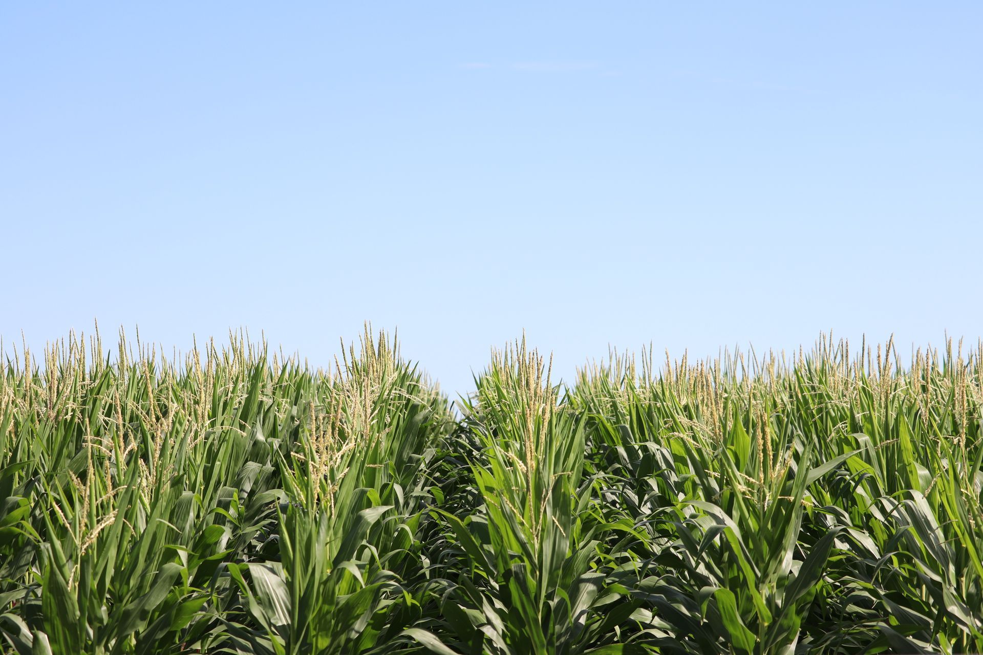 A corn field with a blue sky in the background