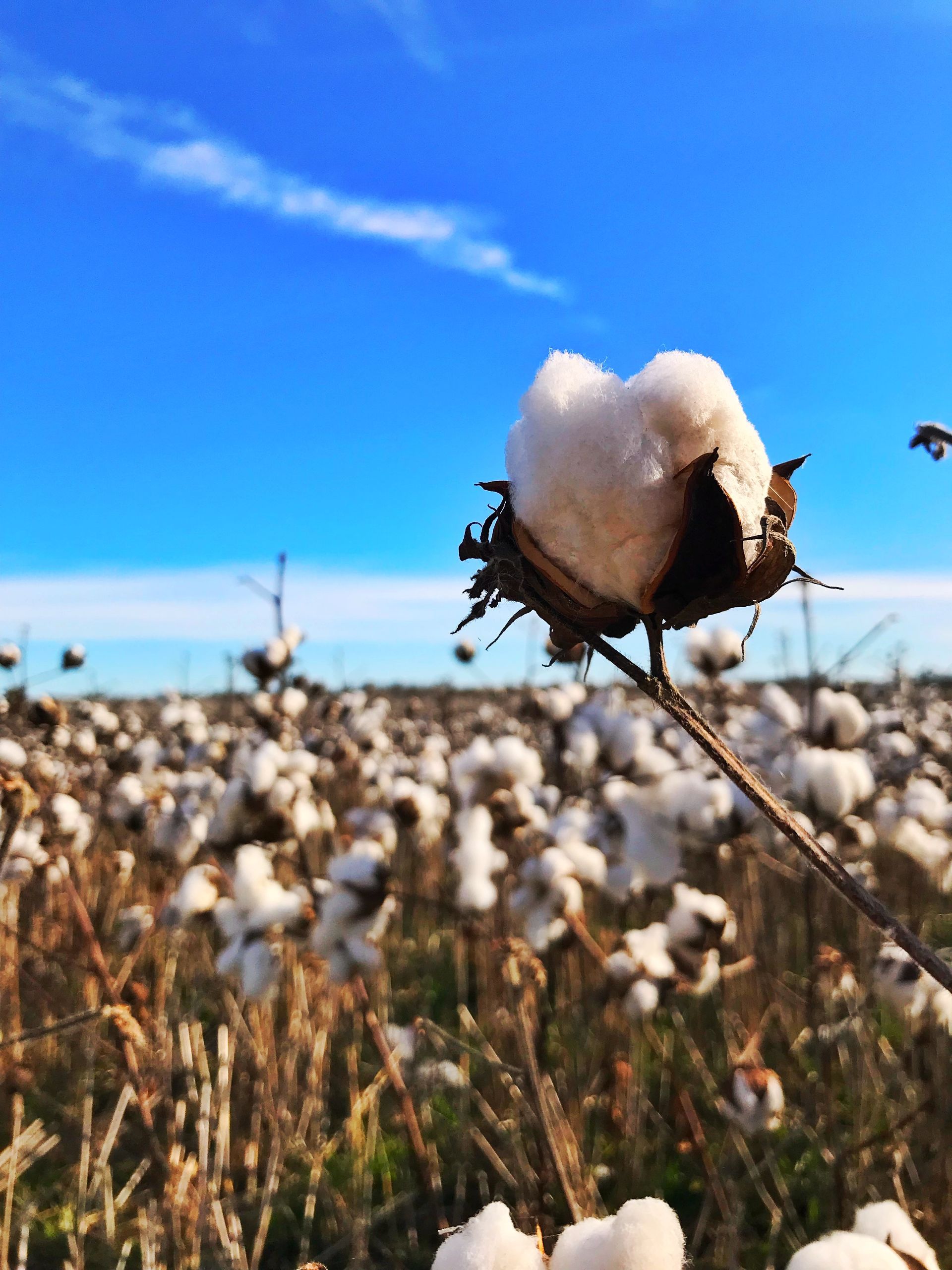 A close up of a cotton plant in a field